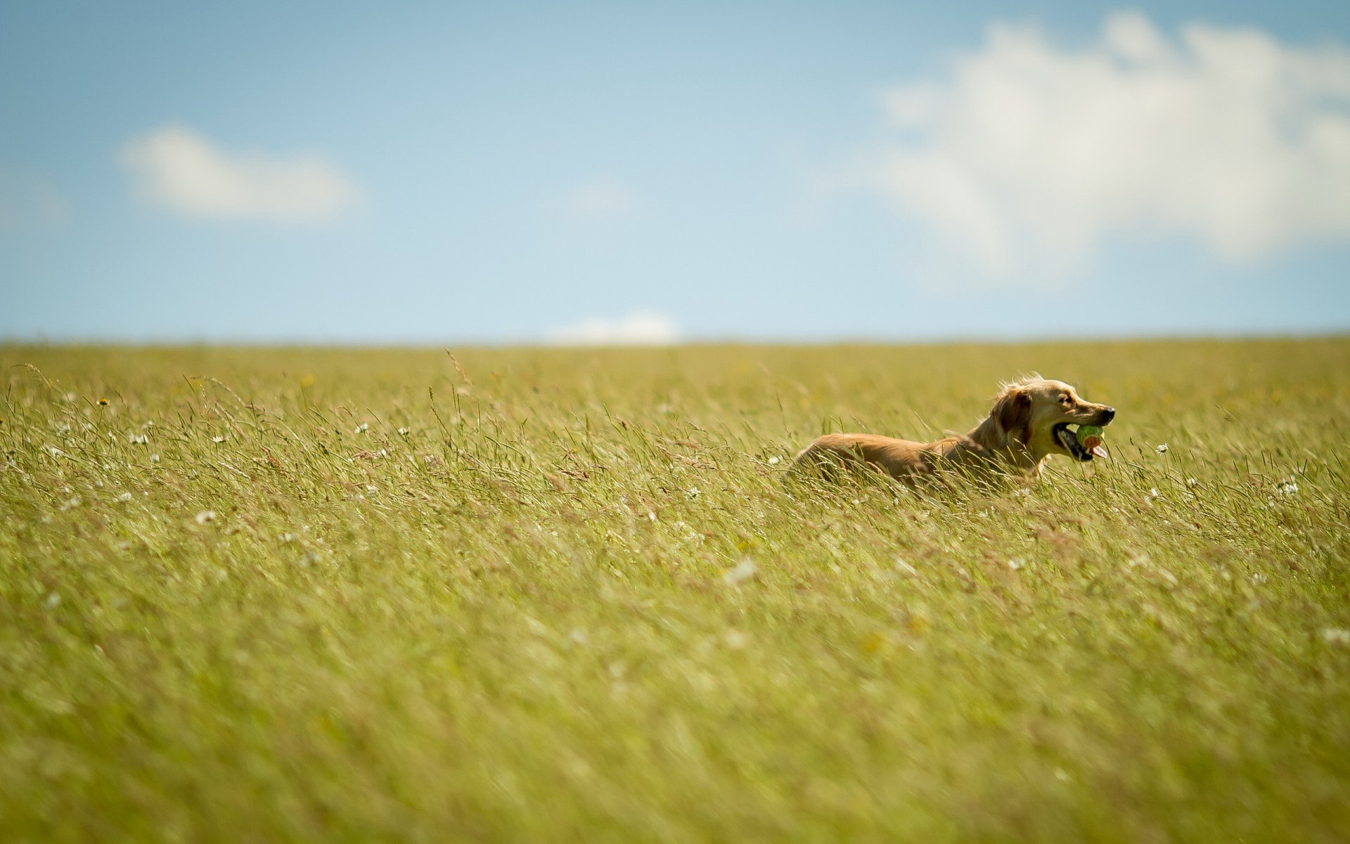 chien champ été