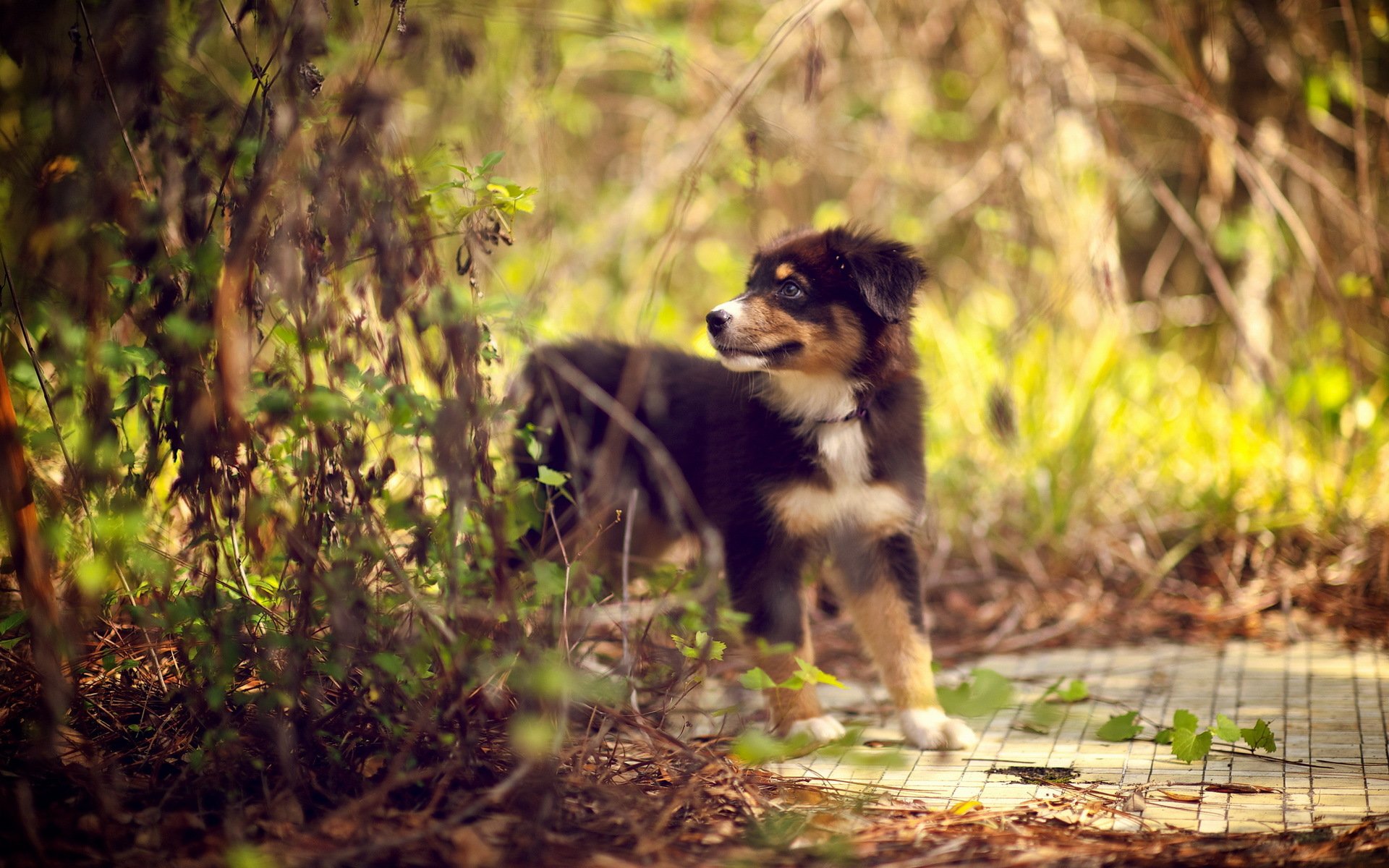 dog puppy forest