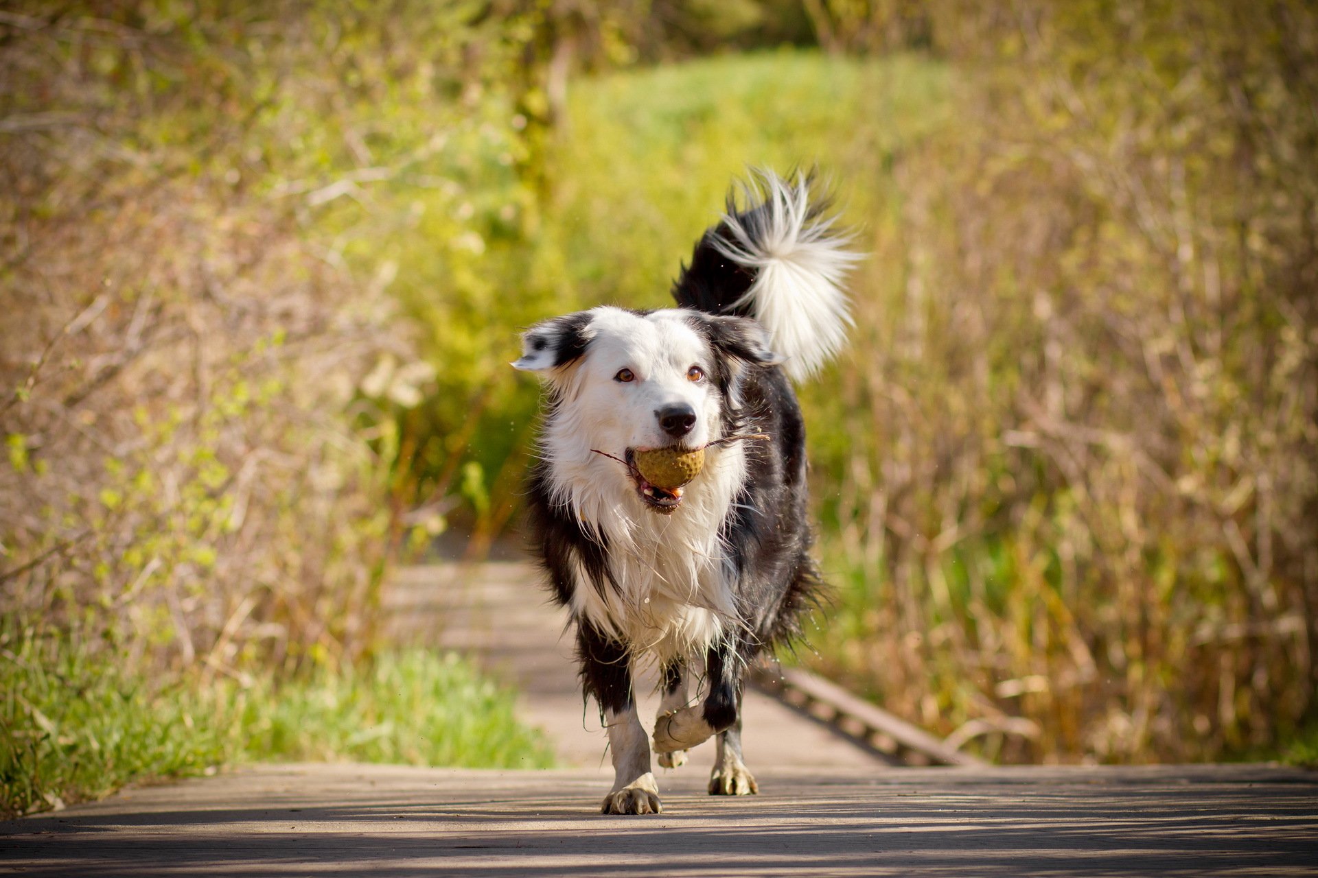 hund freund ball