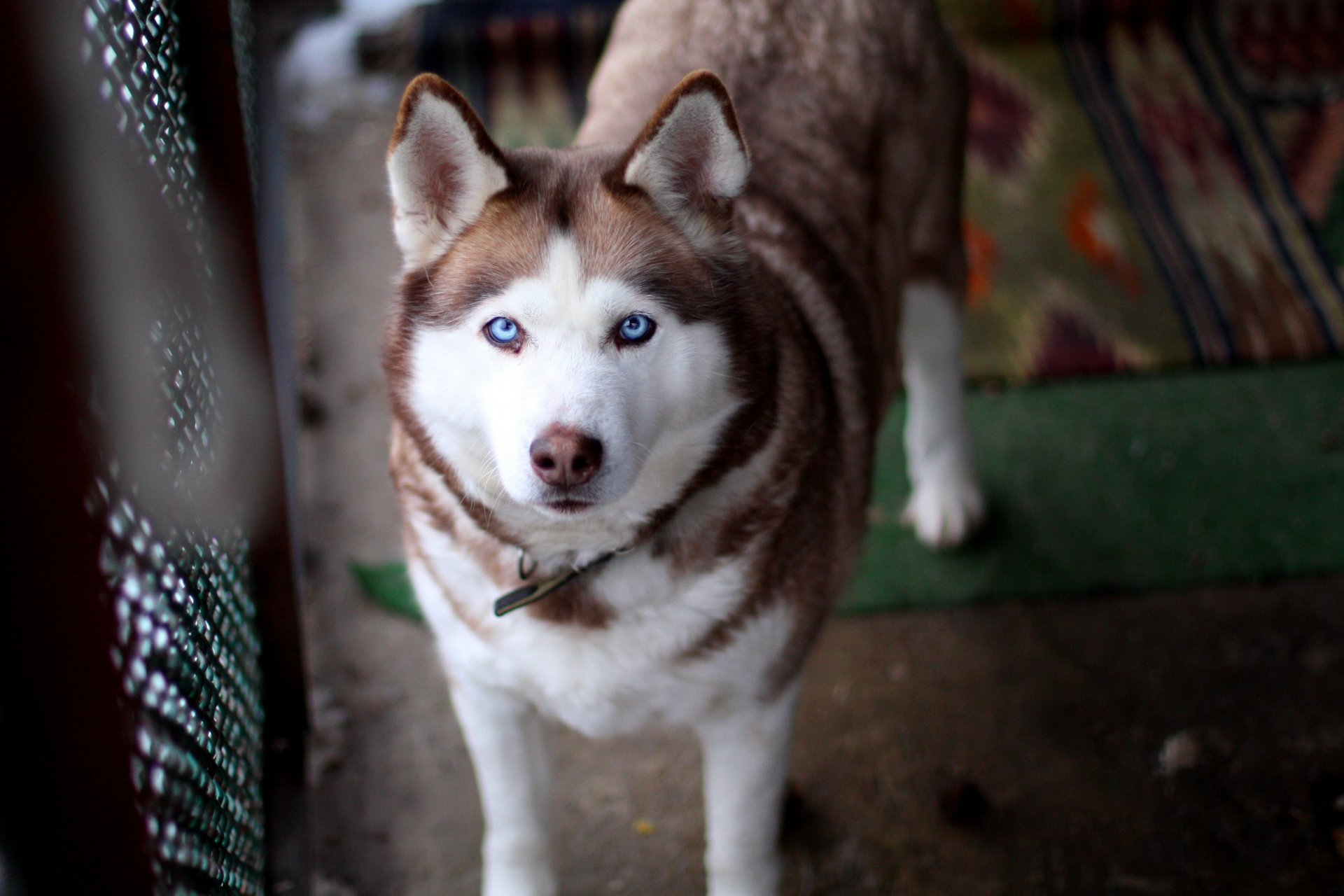 husky blaue augen hund