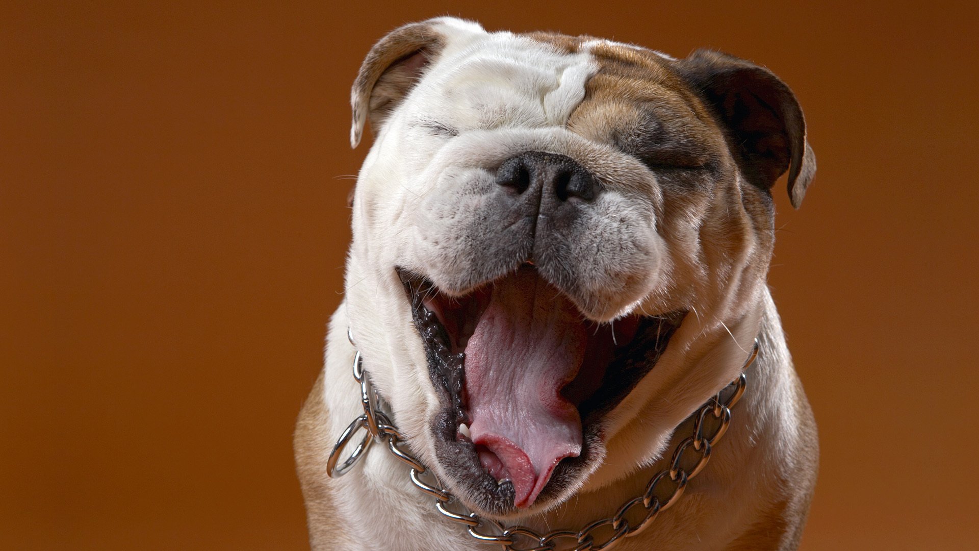 bulldogge schnauze stimmung zunge kragen kette