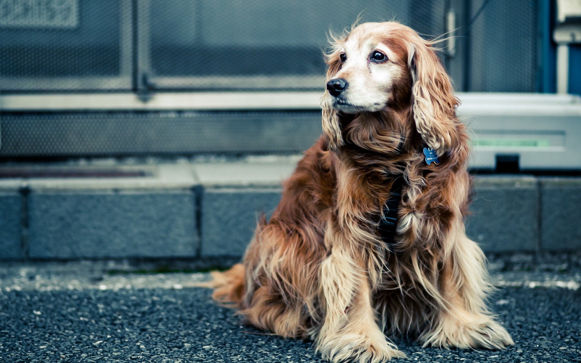 hund blick straße