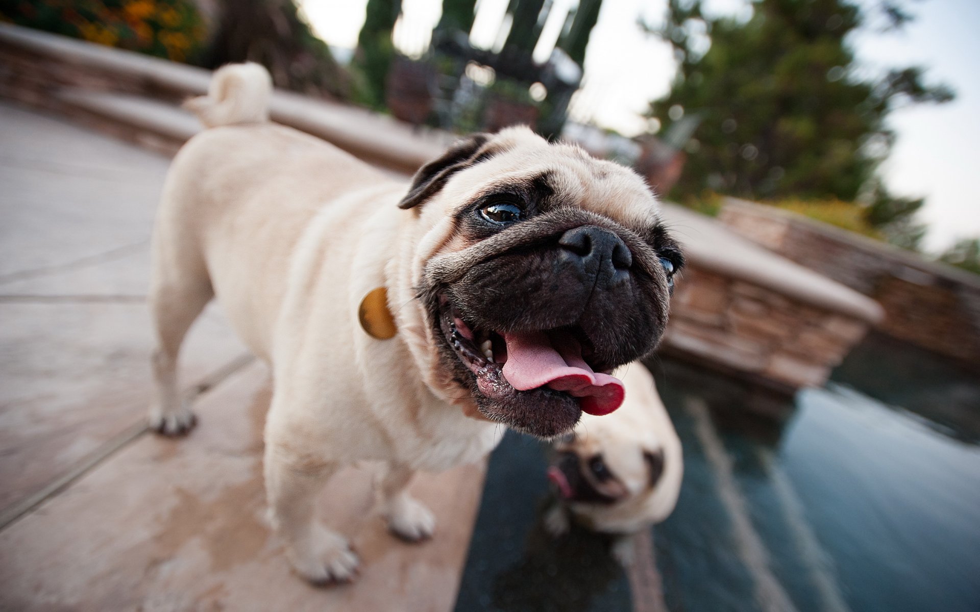 chien carlin fond