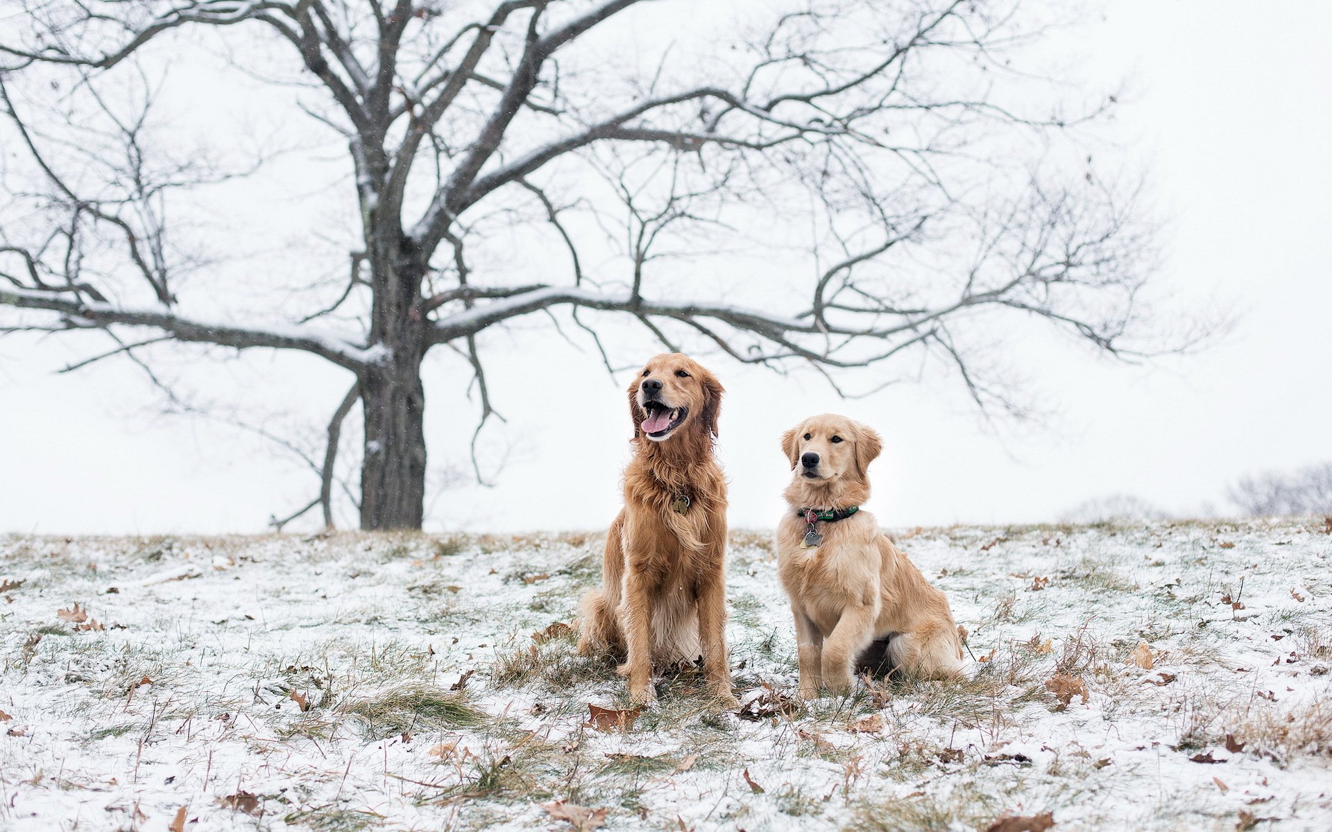 chiens champ neige
