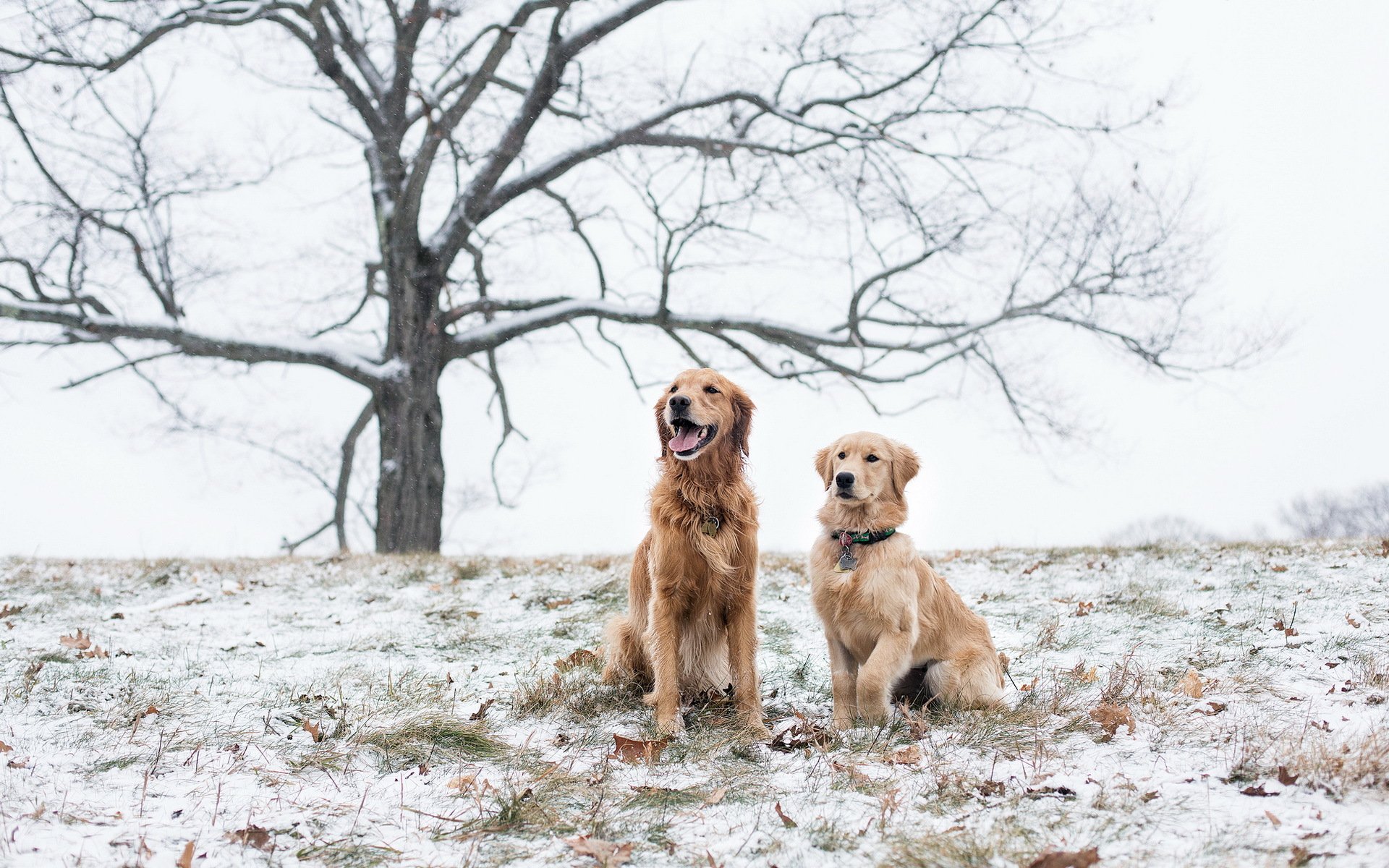 hunde feld schnee