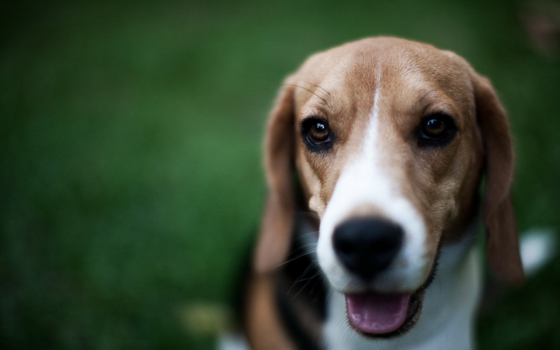 pies beagle przyjaciel