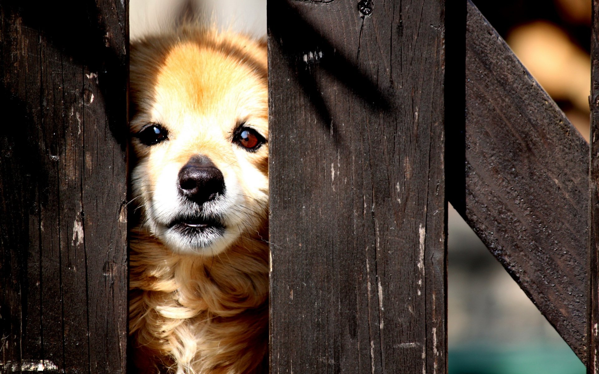 cane recinzione strada