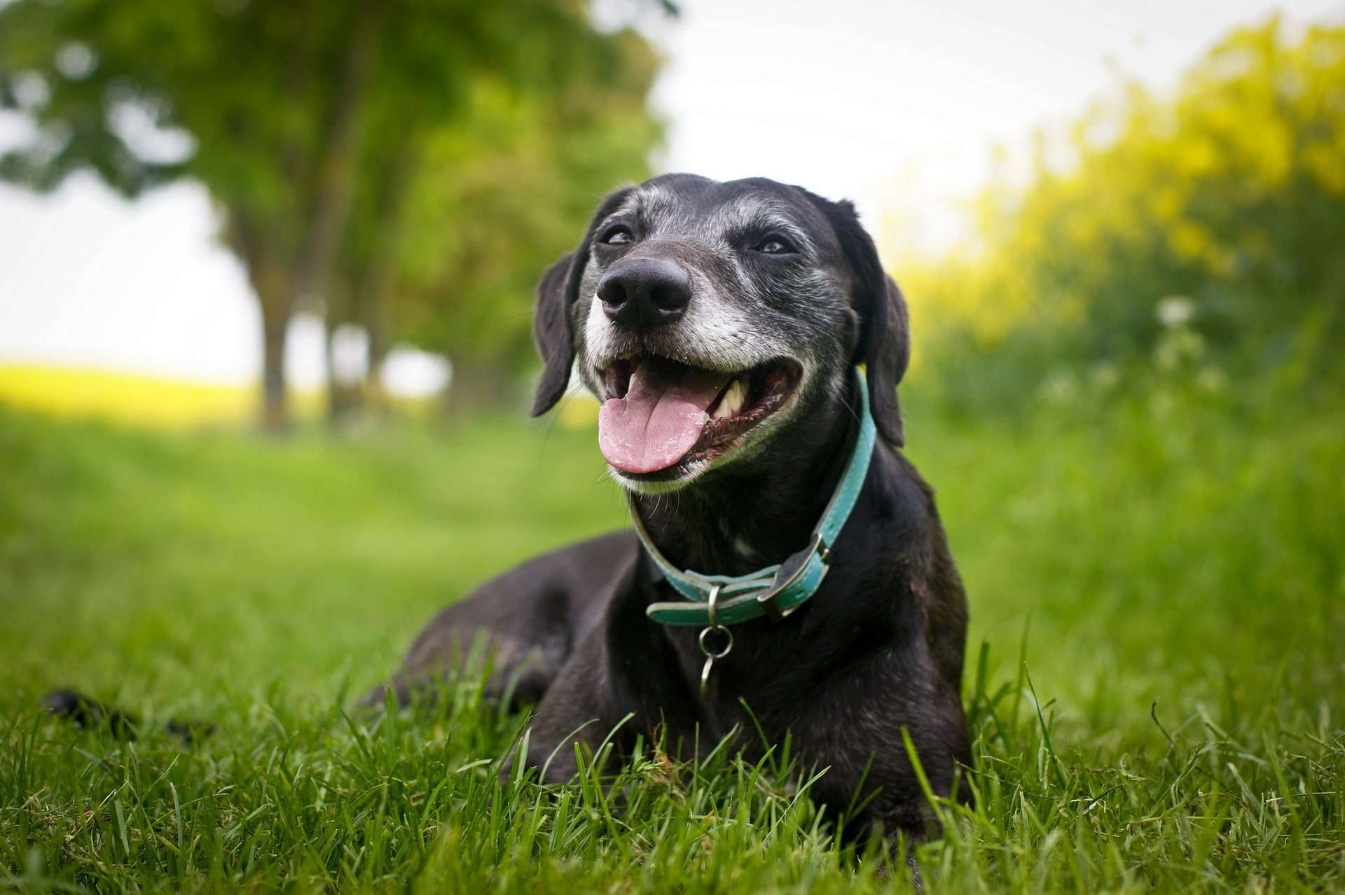 dog nature background