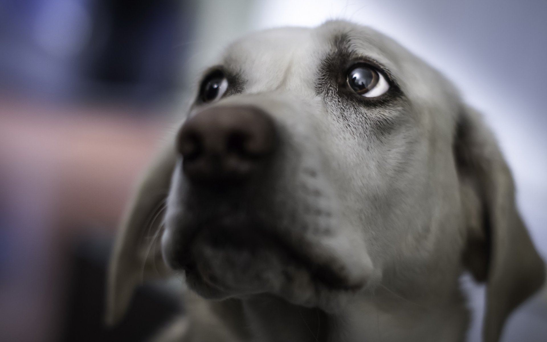 chien regard ami