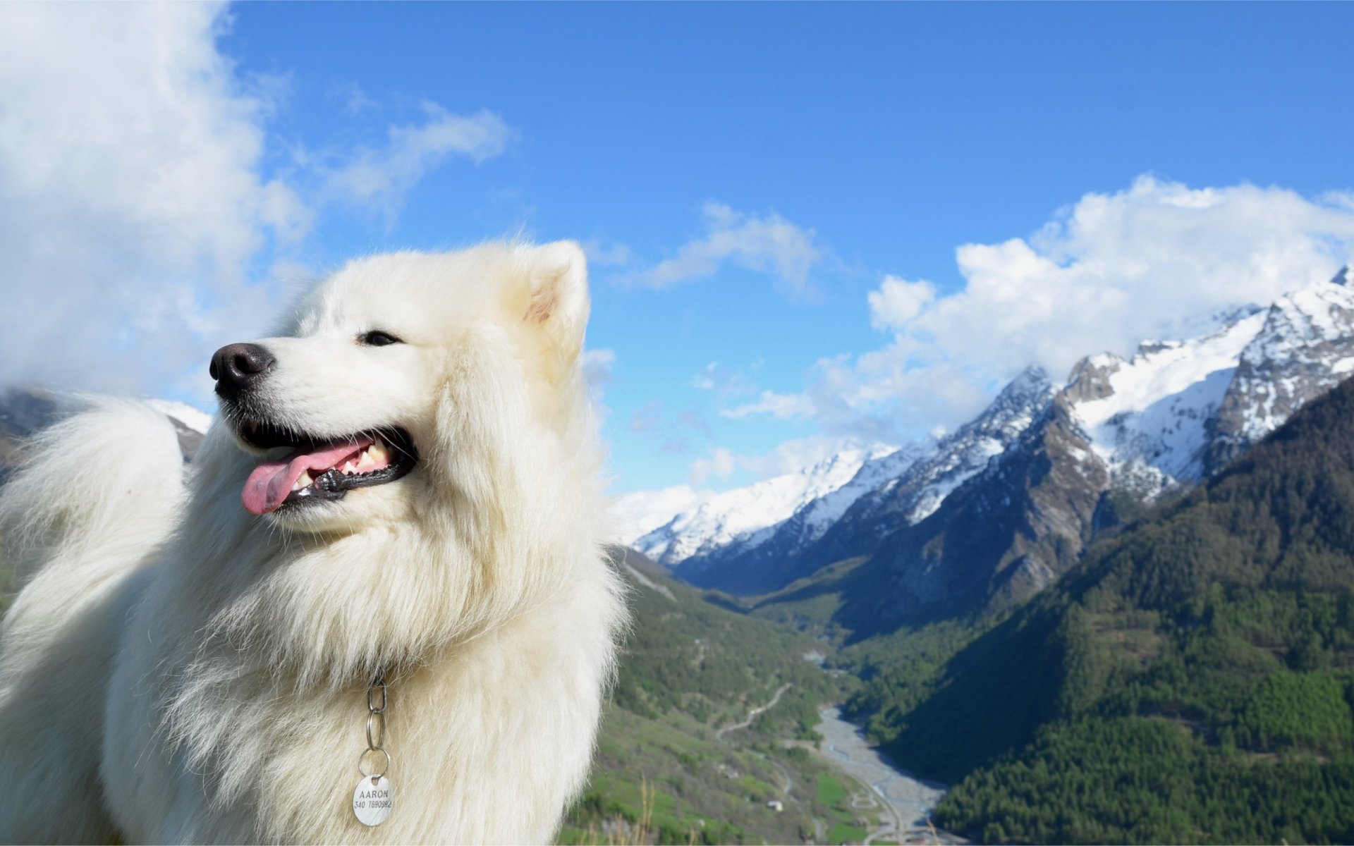 dog mountain sky