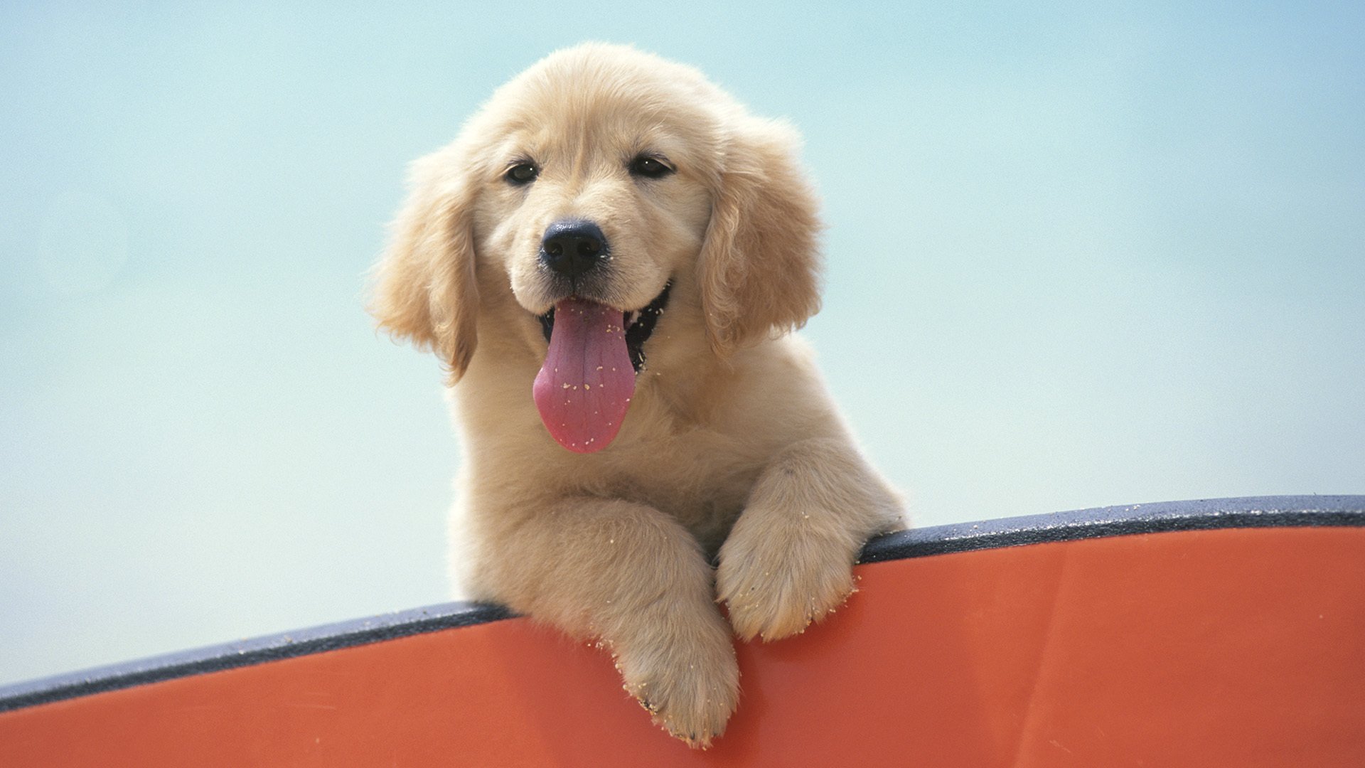 chiot labrador humeur langue