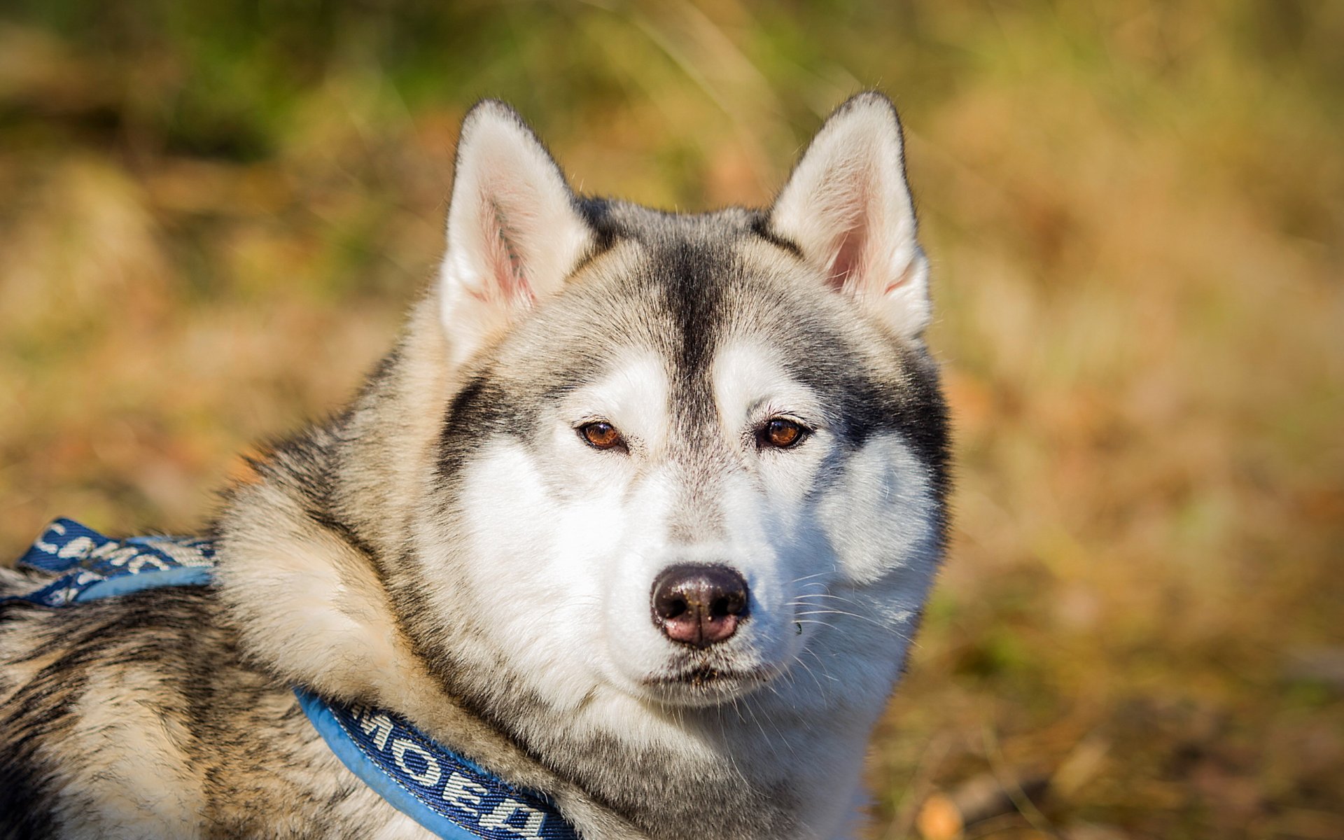 chien malamute ami
