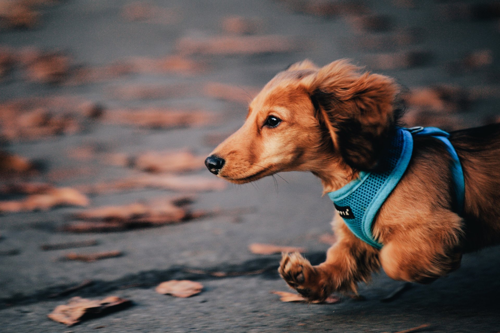 cane bassotto corsa autunno