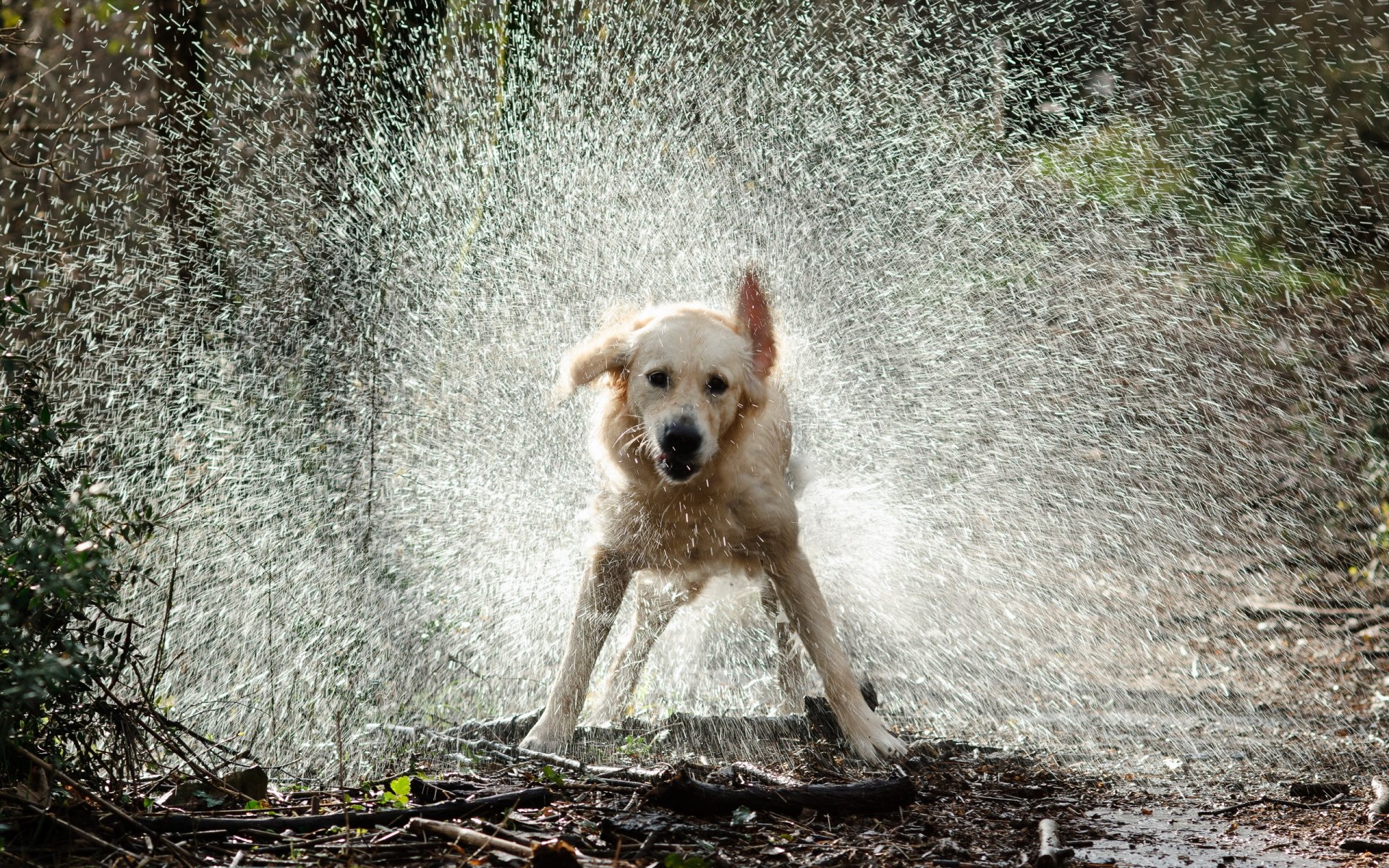 hund wasser tropfen spritzer
