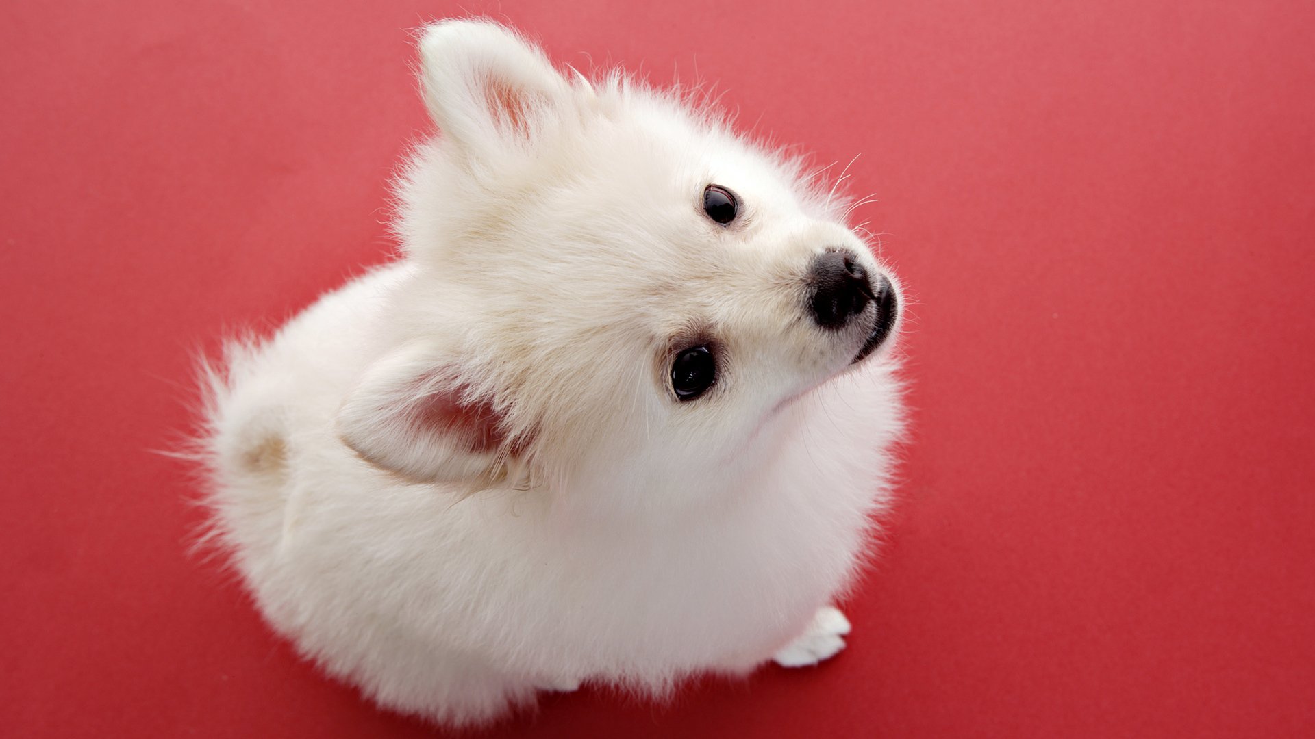 perro blanco cachorro bebé