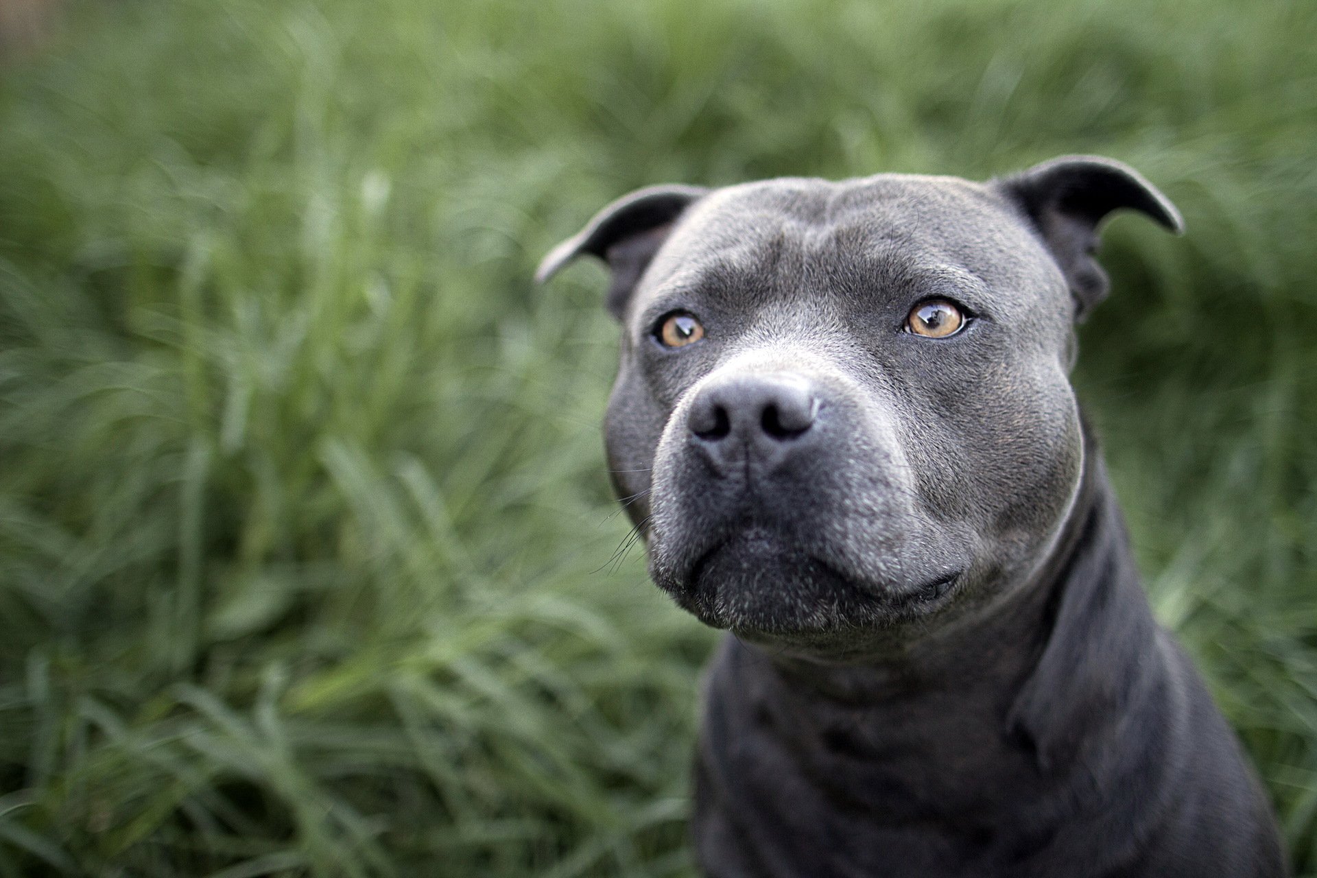 chien champ vue