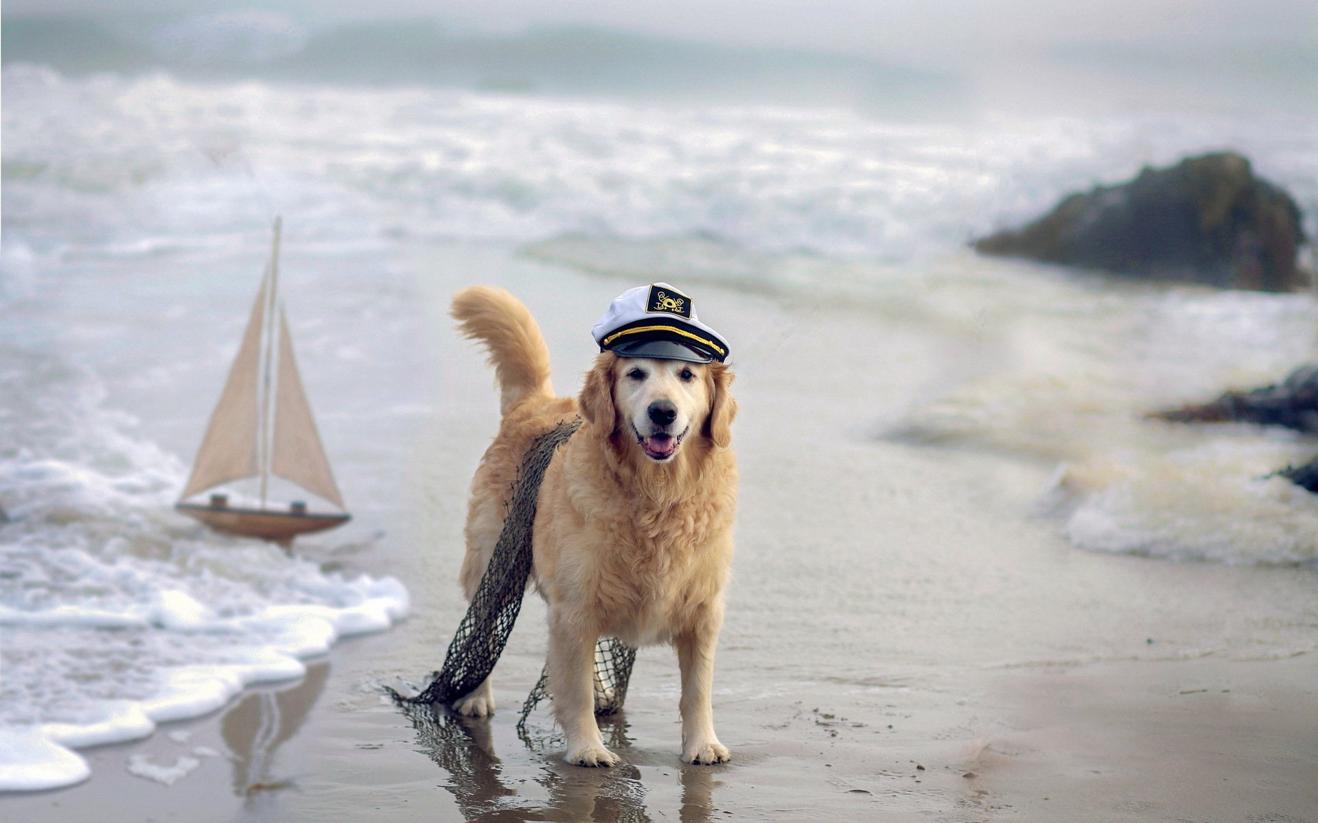 perro mar barco