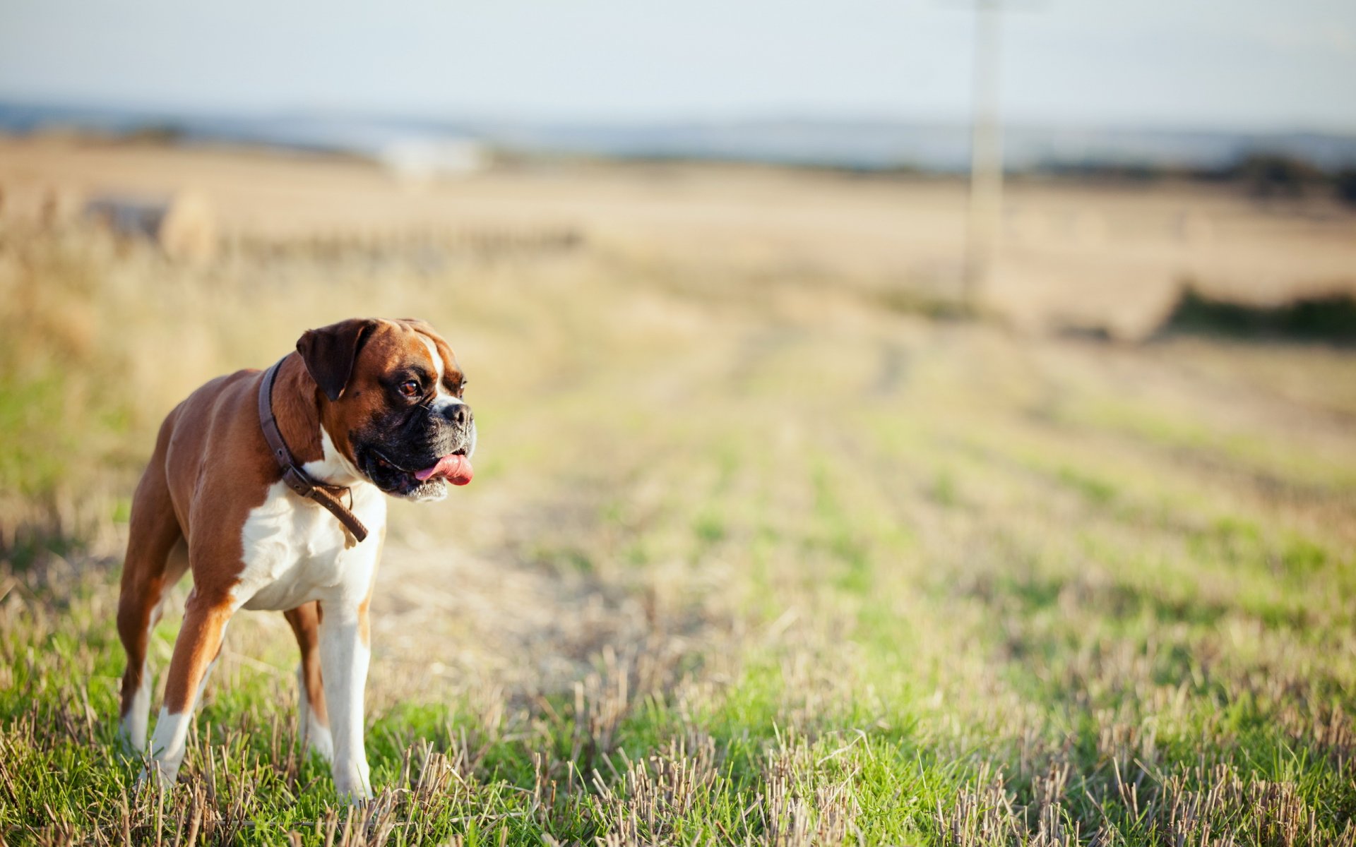hund feld hintergrund