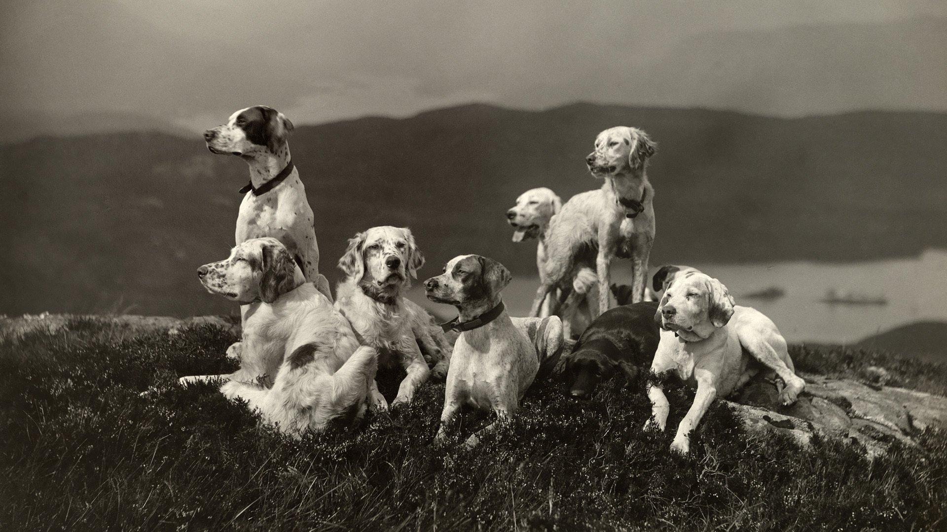 cani vacanze paesaggio