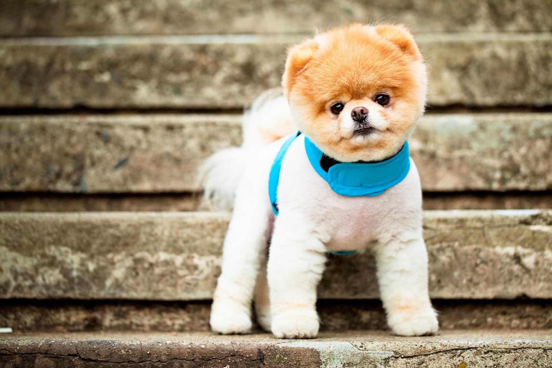 pomerania cane razza muso occhi orecchie collare scala