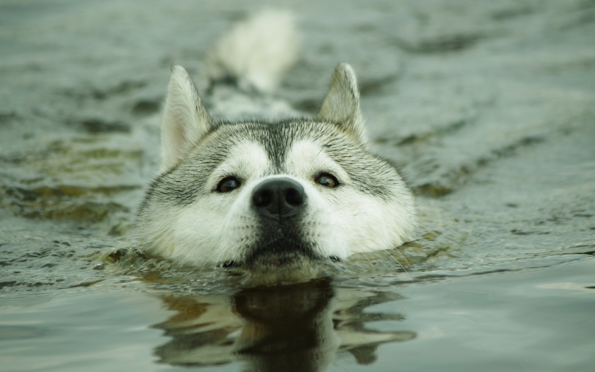 perro husk agua