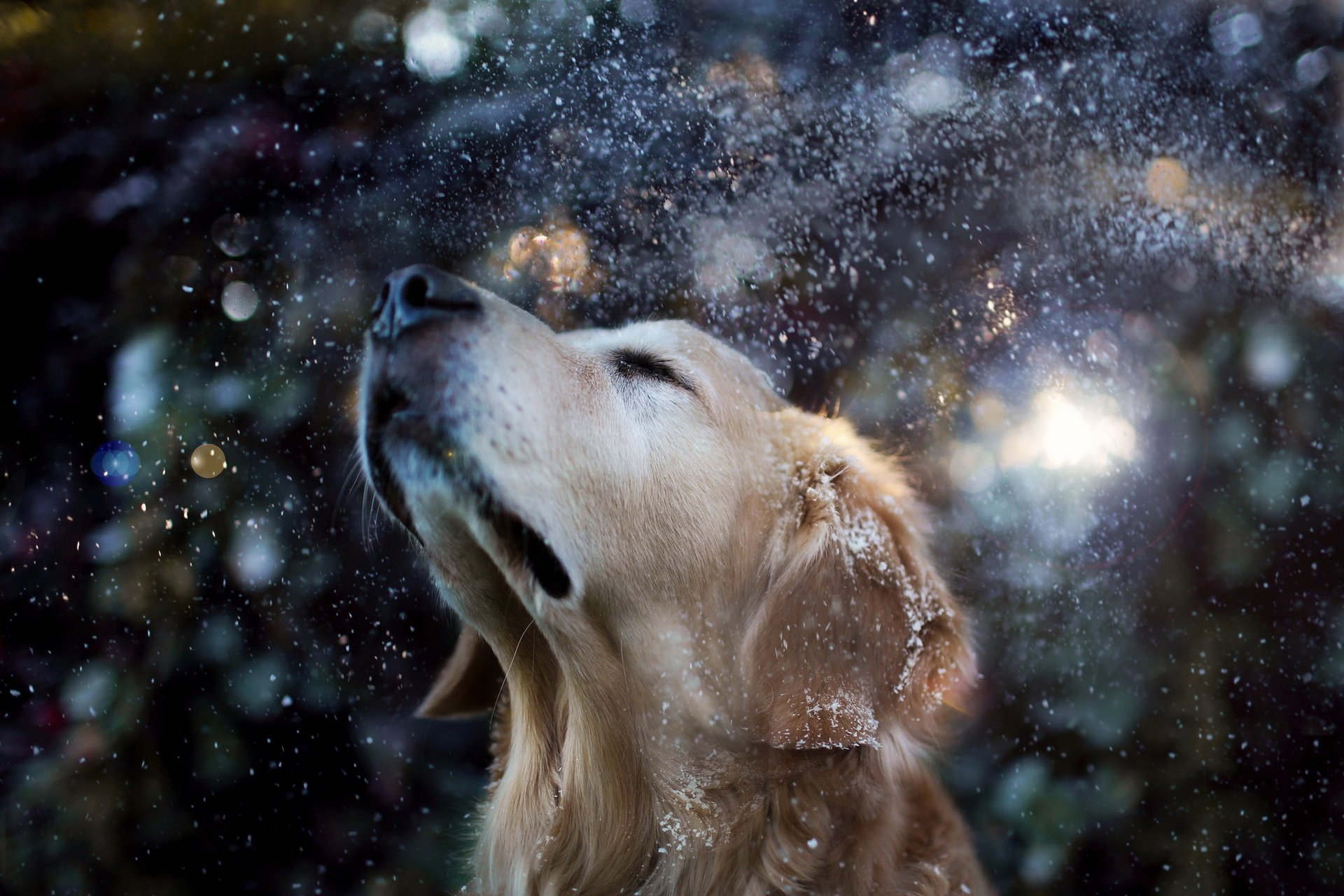 dog other snow