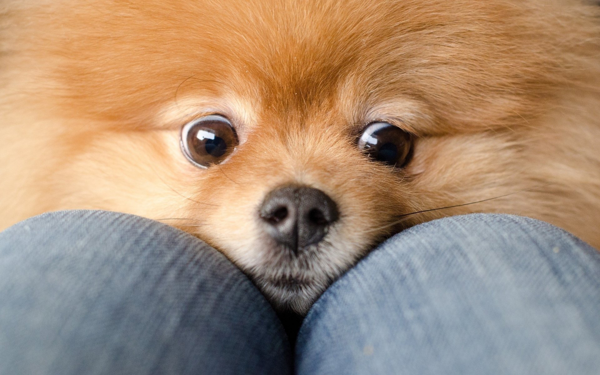 chien spitz roux yeux genoux jeans