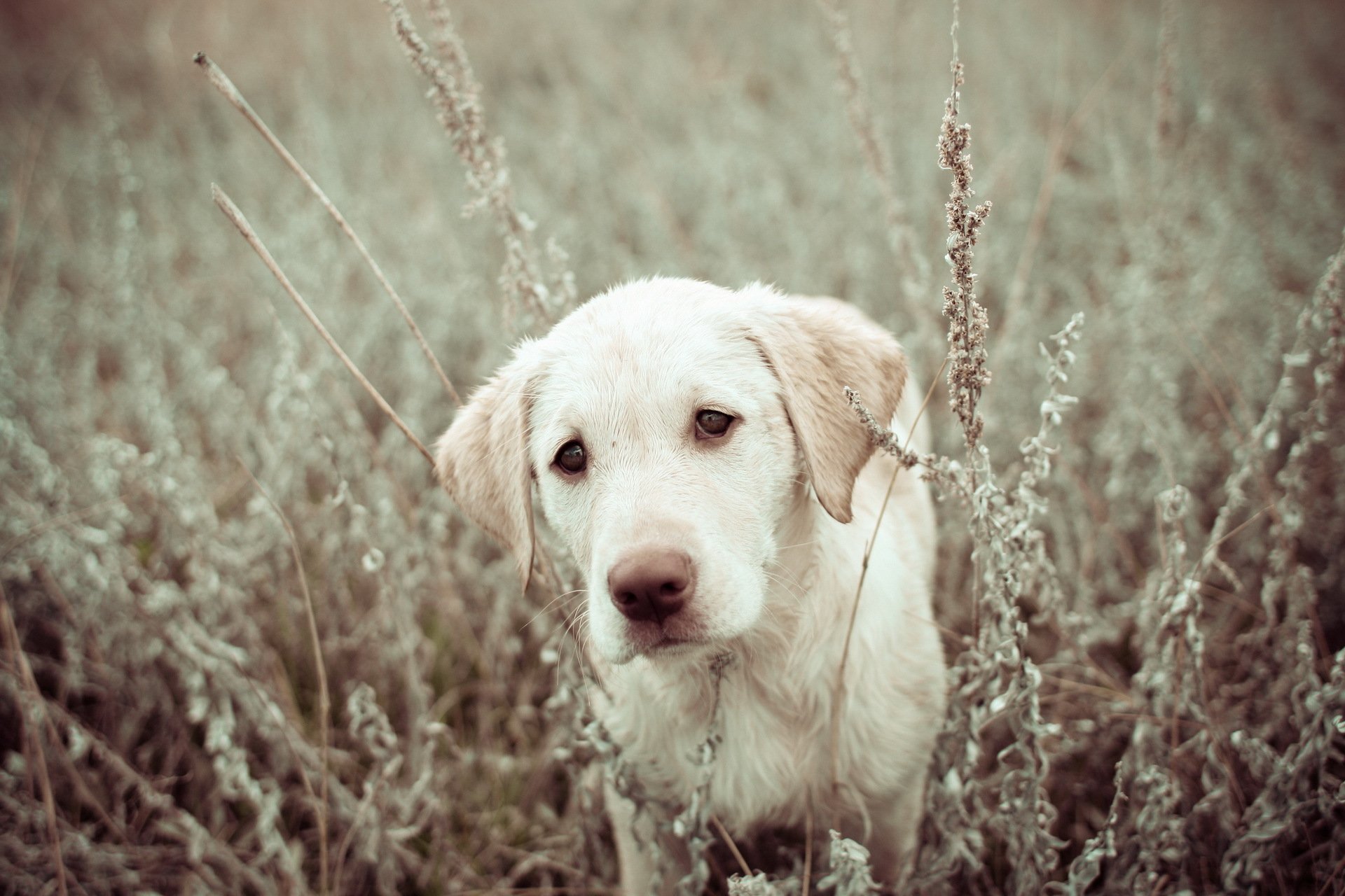 chien chiot champ nature