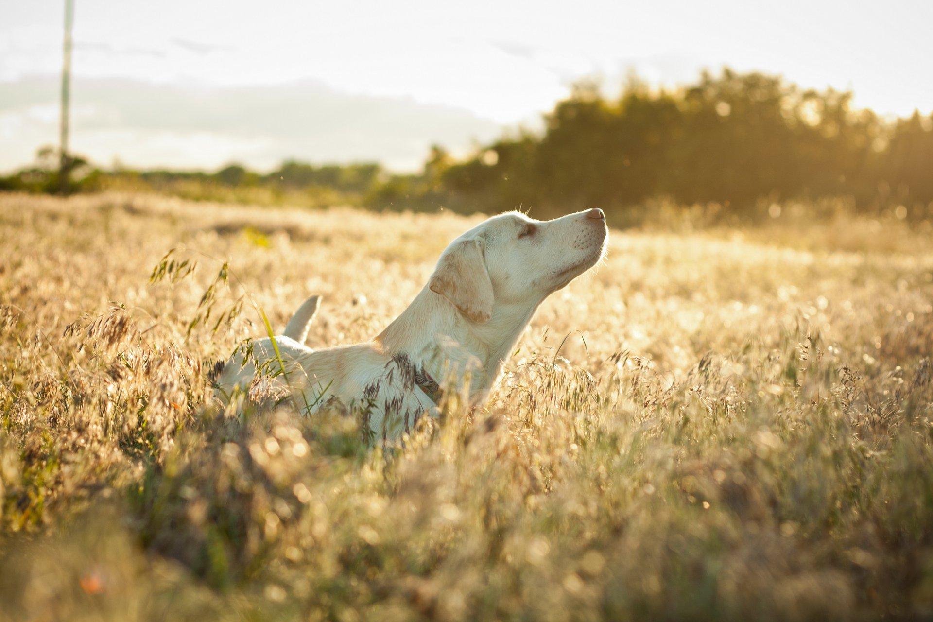 chien champ herbe sèche humeur