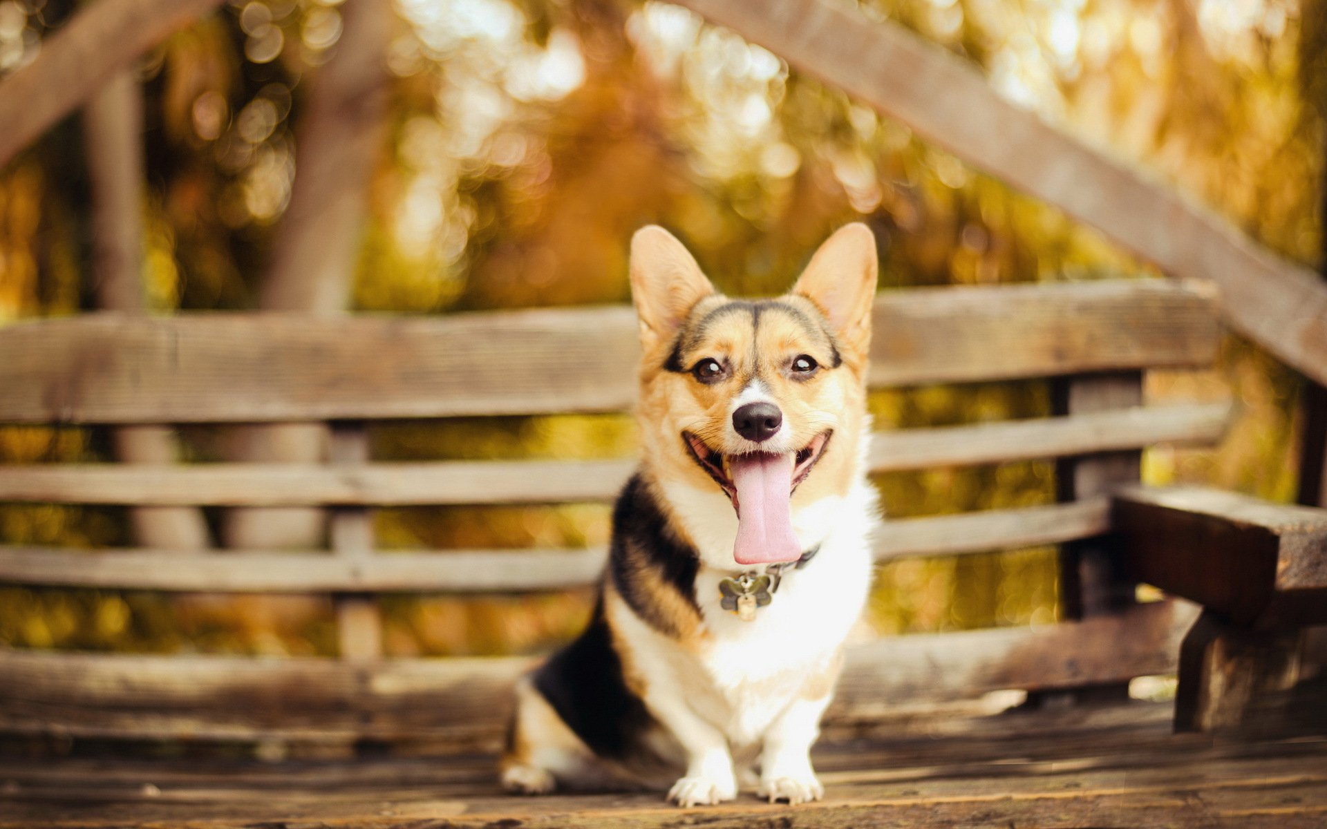 hund blick freund
