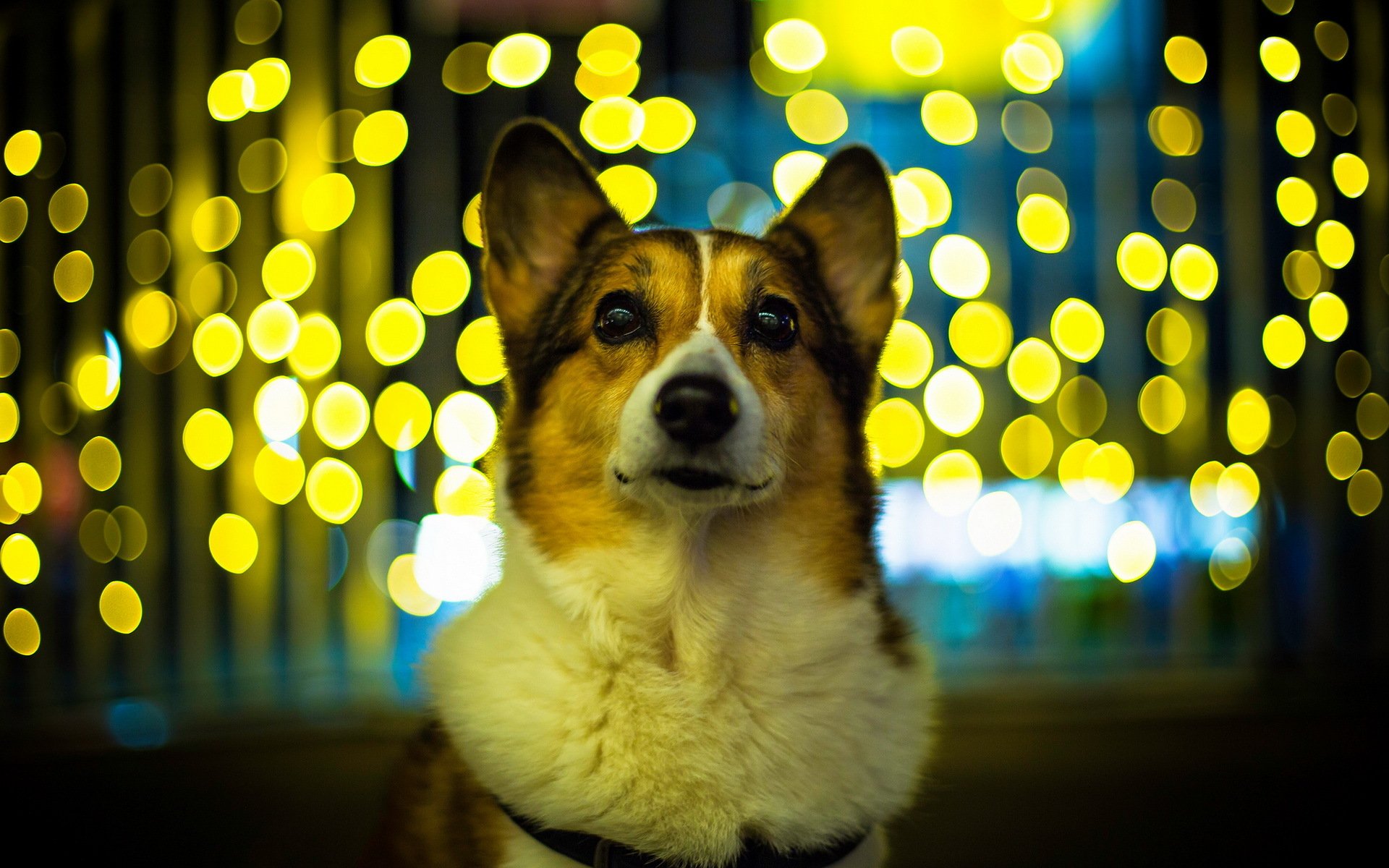 dog view background