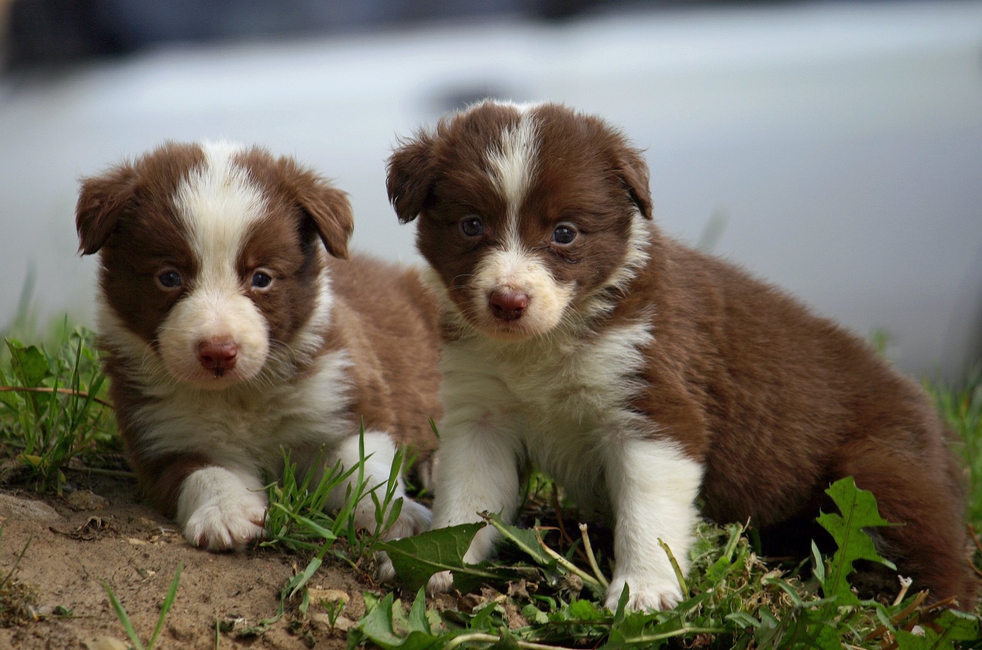 szczeniak border collie maluchy