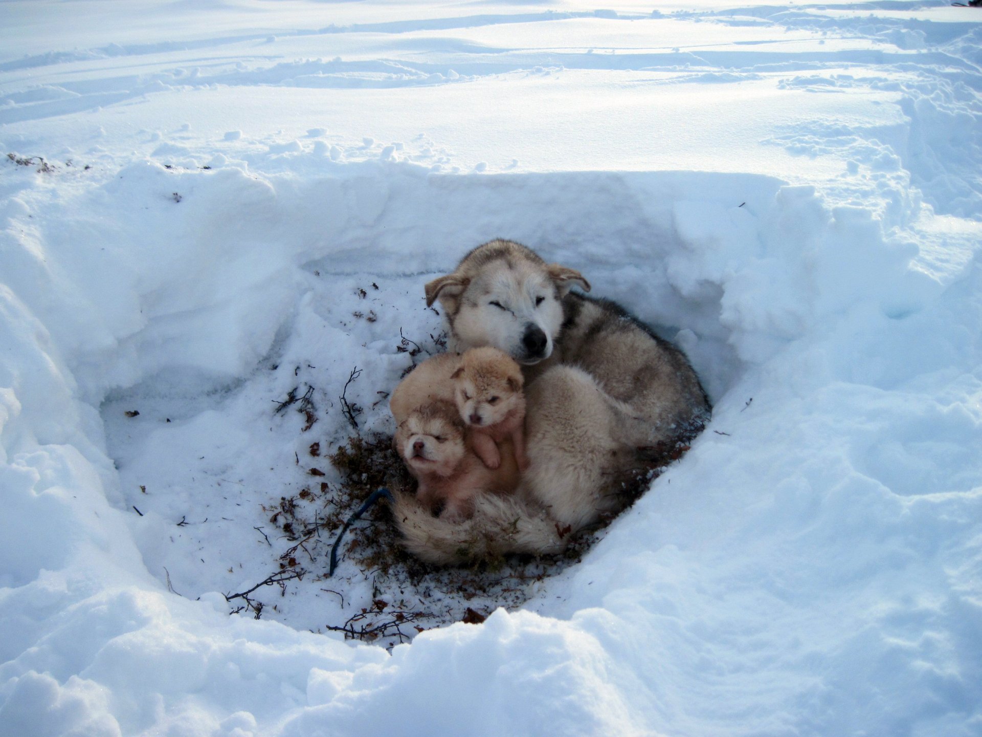 inverno neve gelo cuccioli lana pelliccia prole