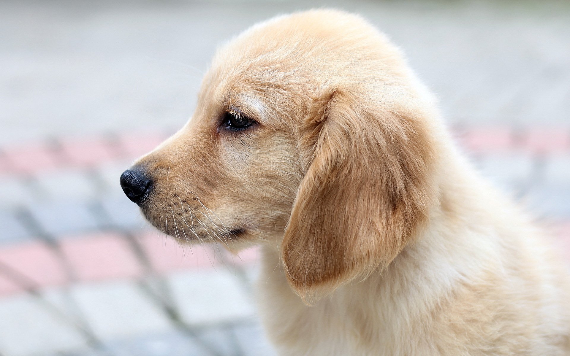 perro cachorro retriever