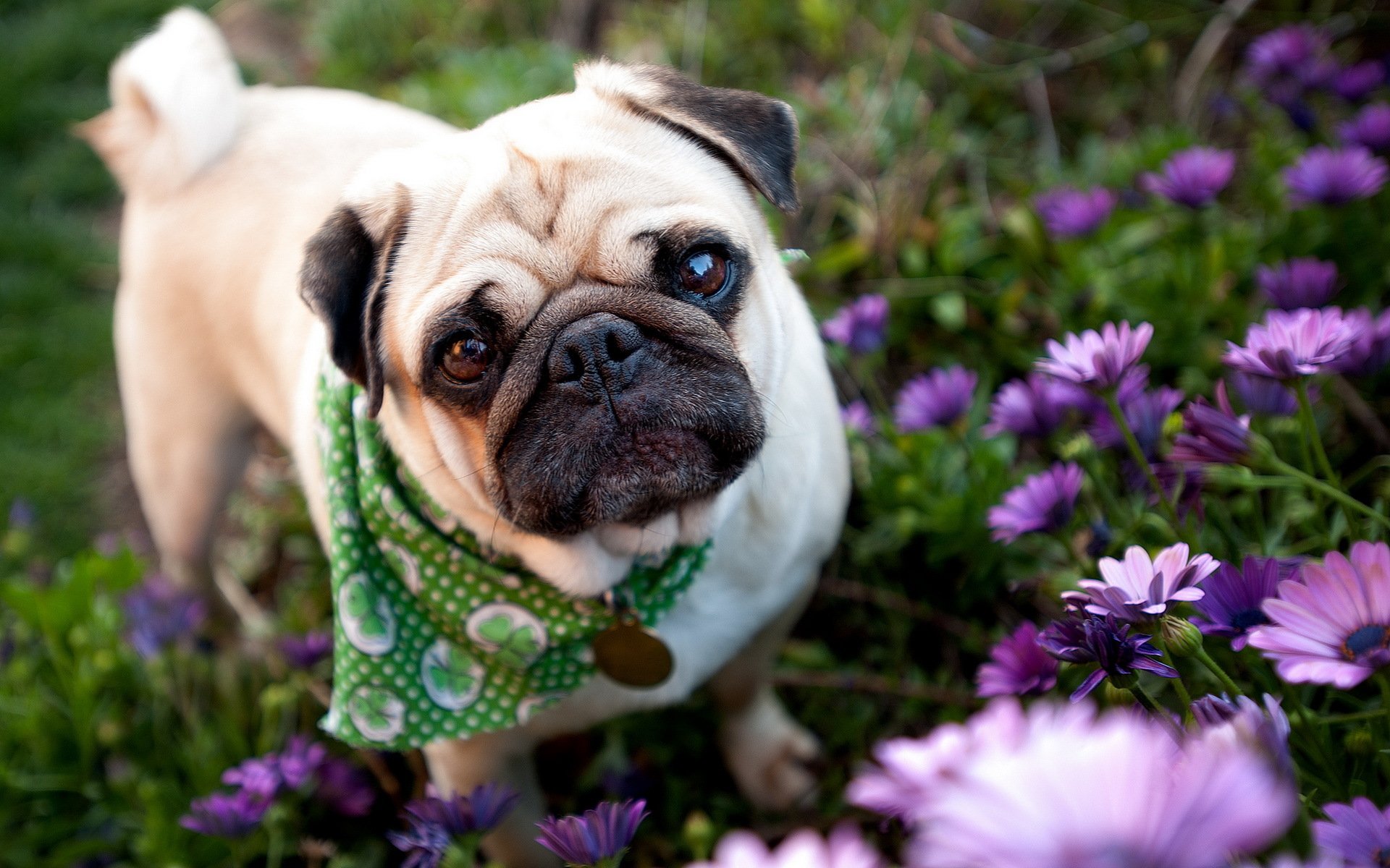 dog pug supplie