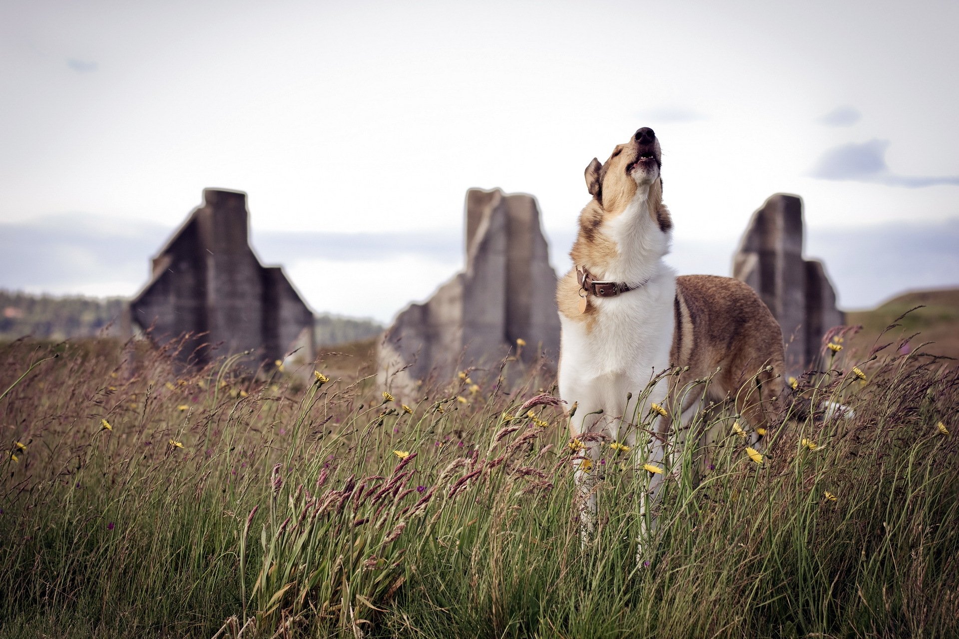 dog nature background