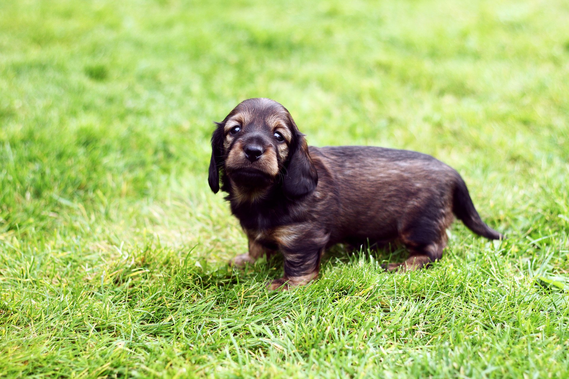 dog puppy gra