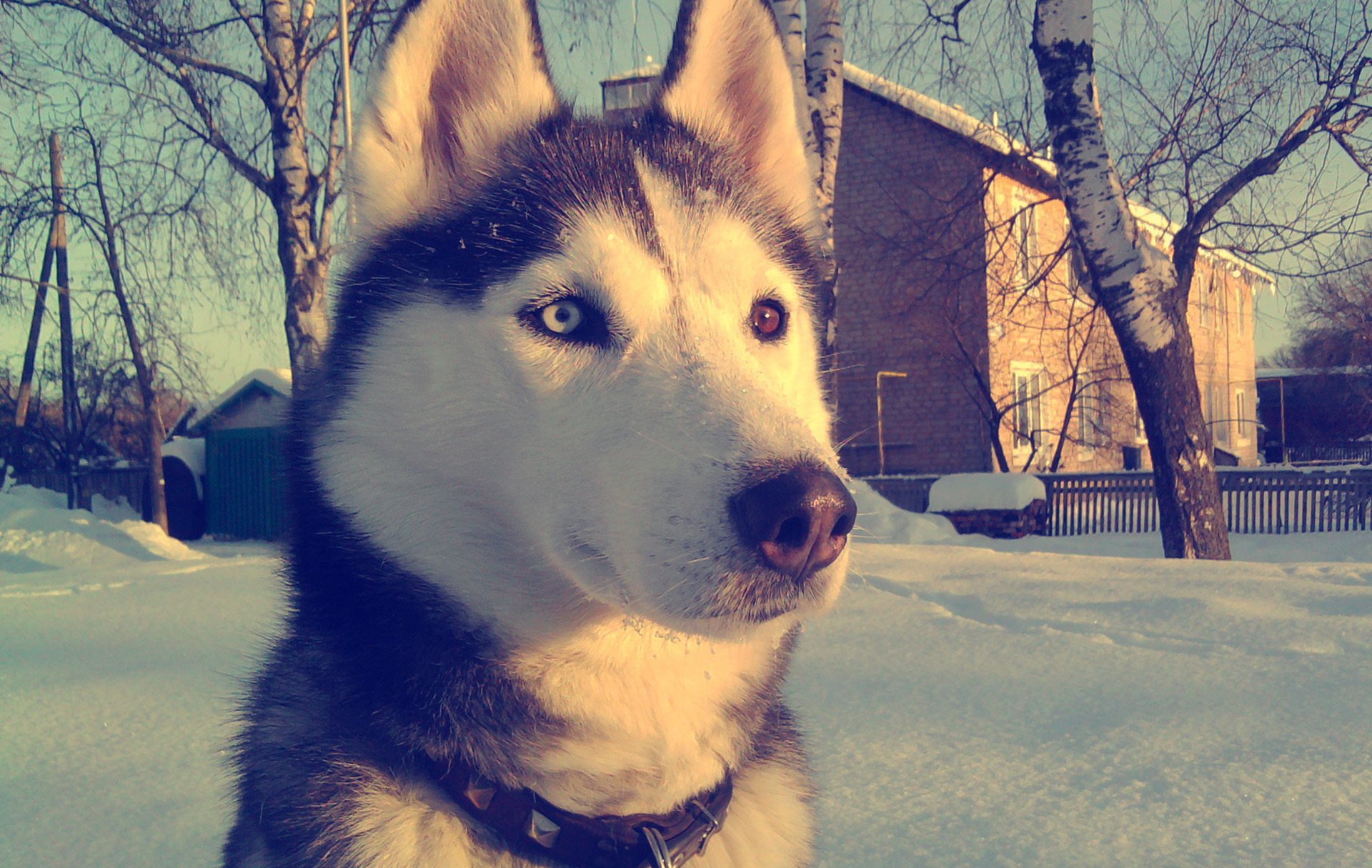 husky vista inverno neve occhi carta da parati