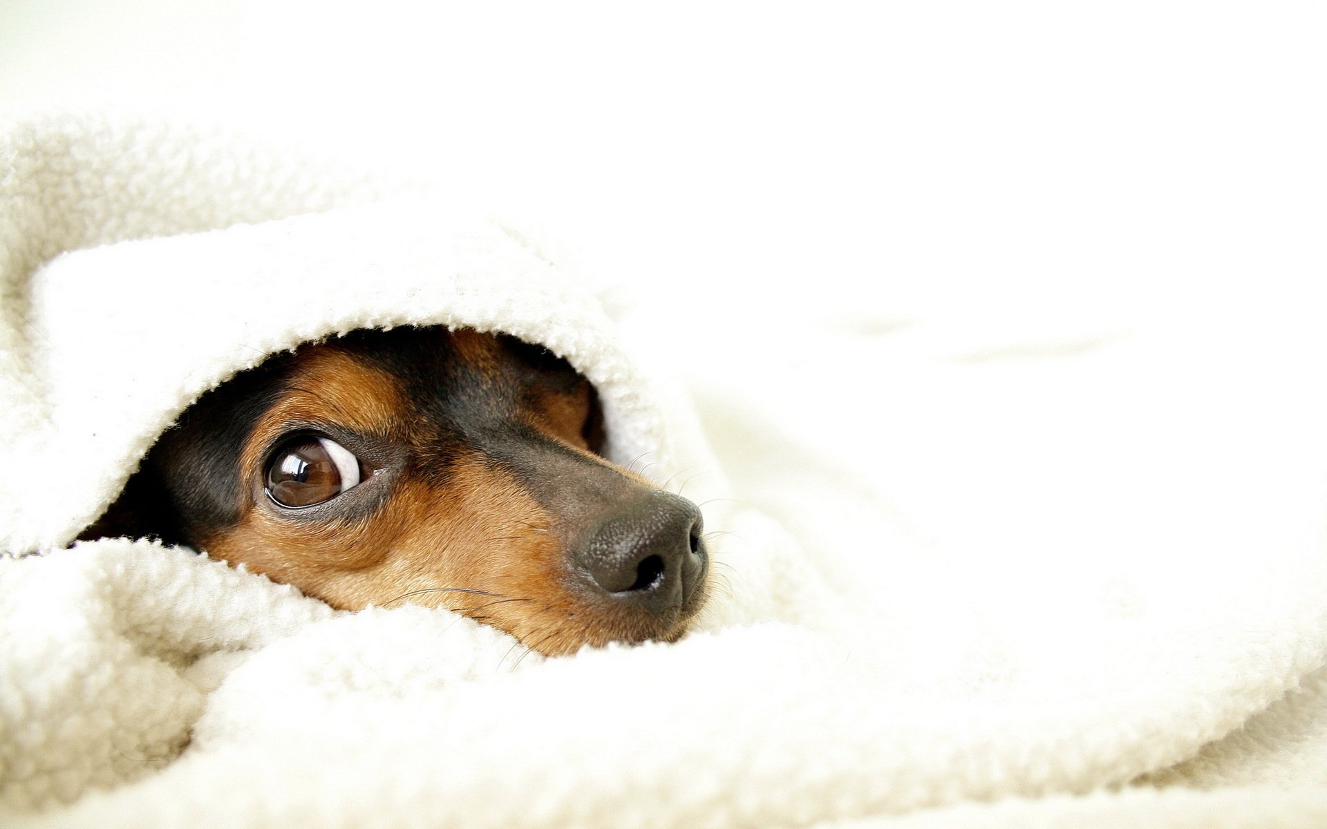 perro manta comodidad