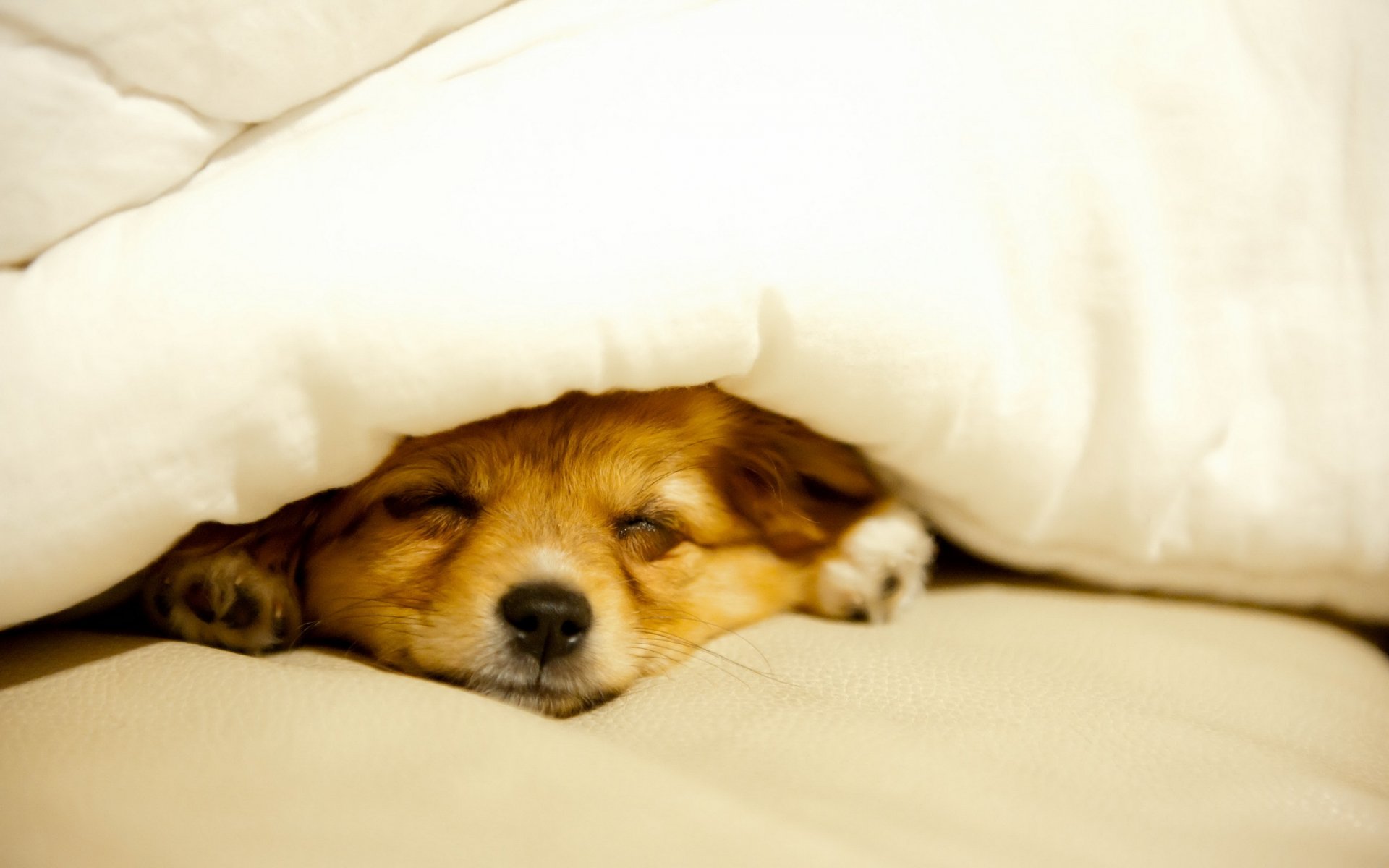 cane casa comfort