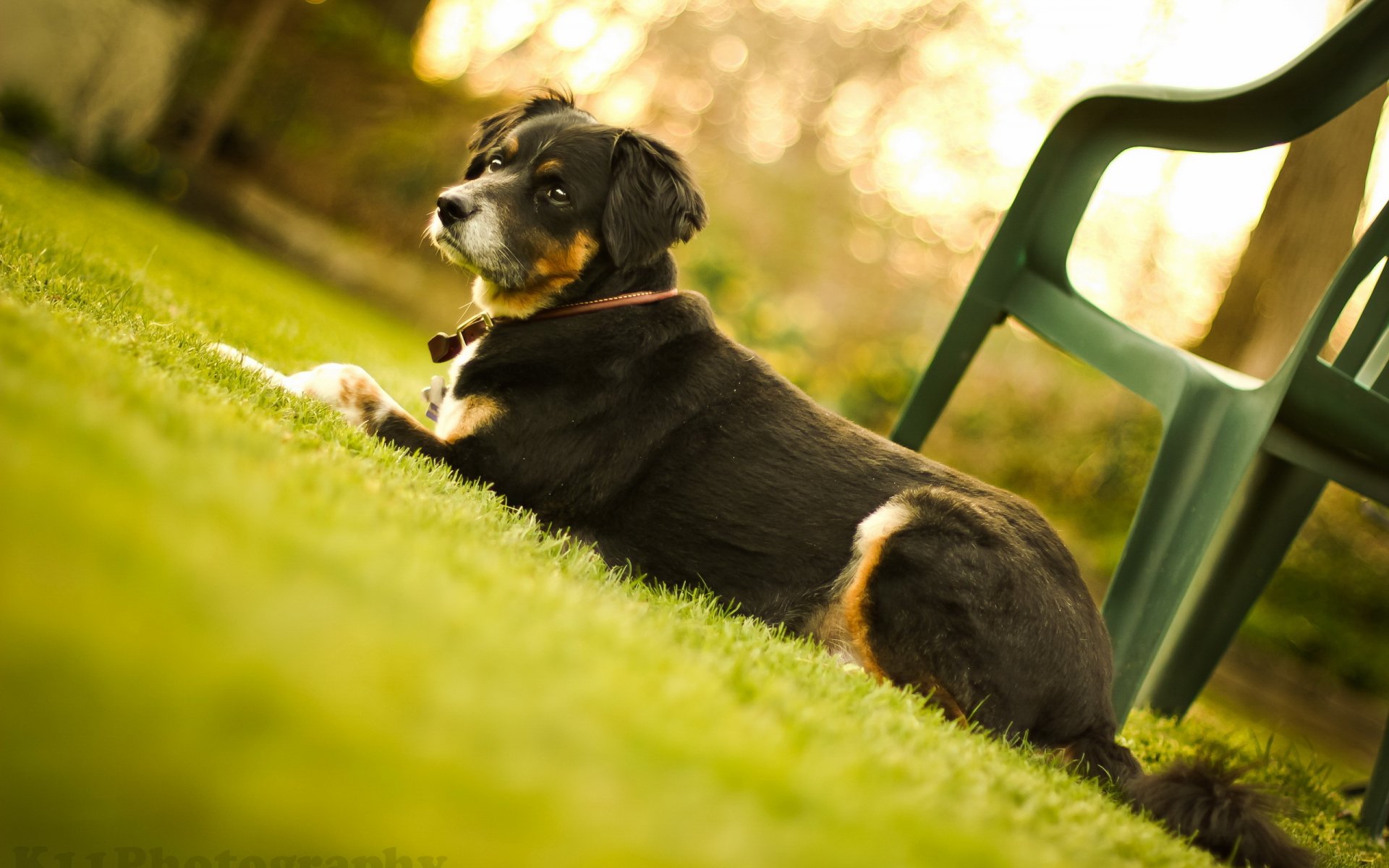 dog view other