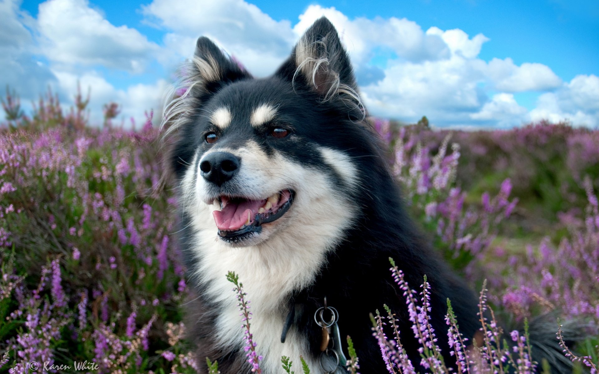 dog the field lavender