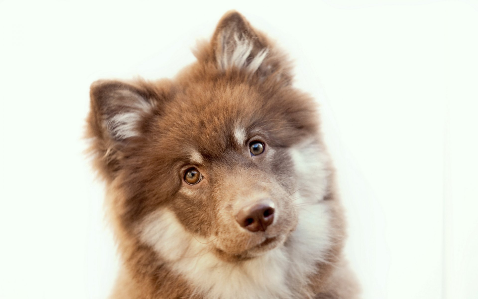 chien vue fond