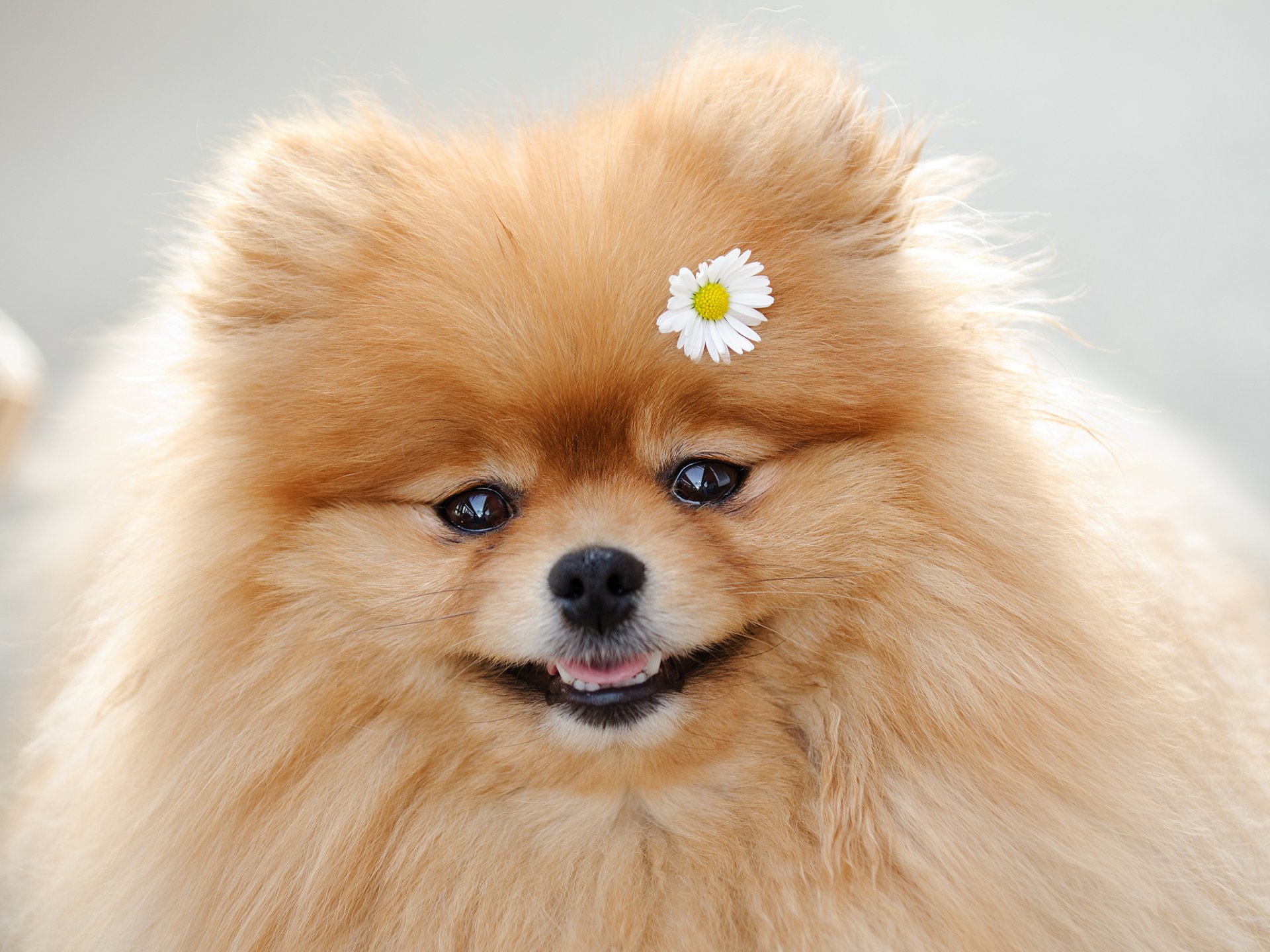 pitz daisy snout