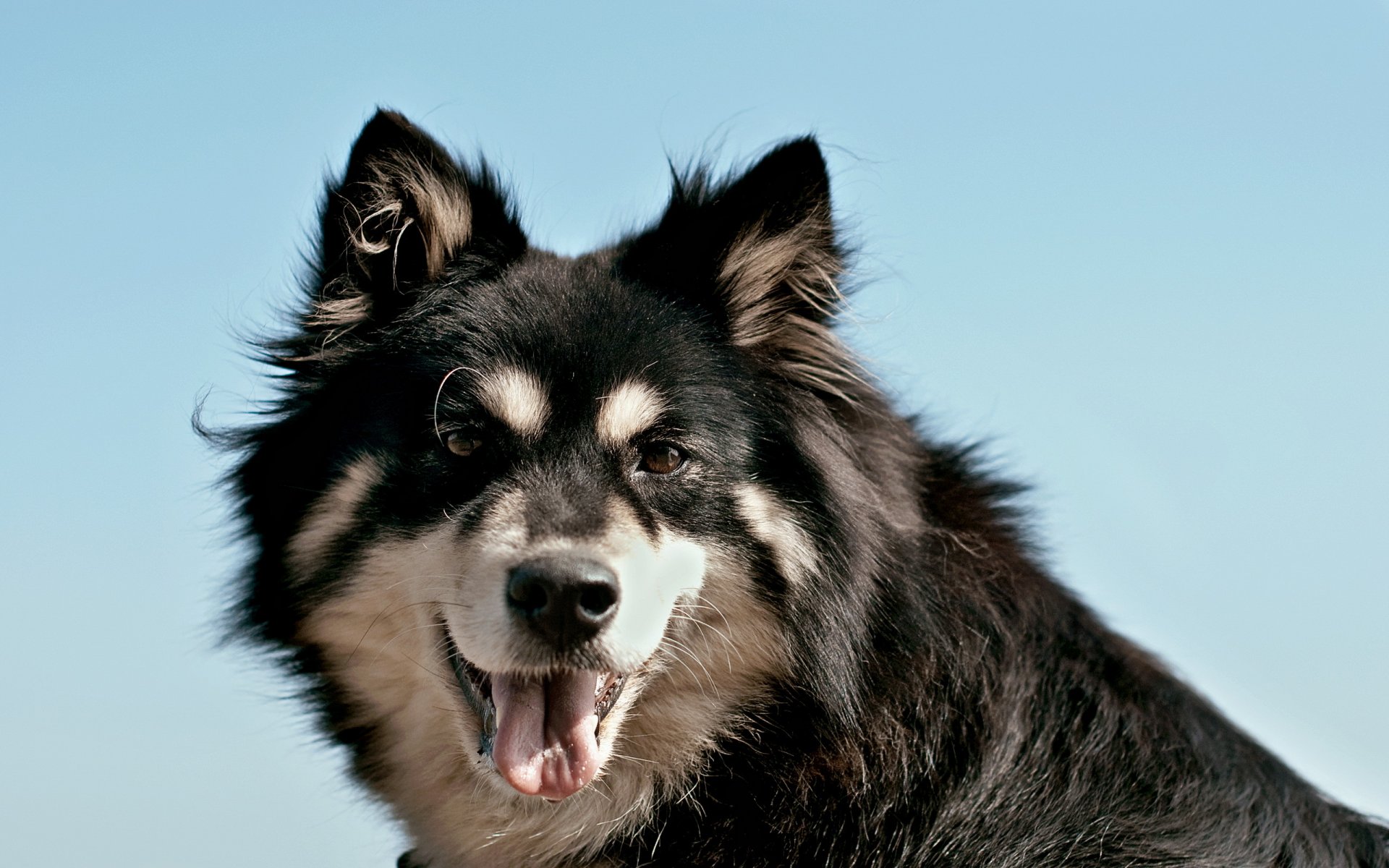 hund porträt hintergrund
