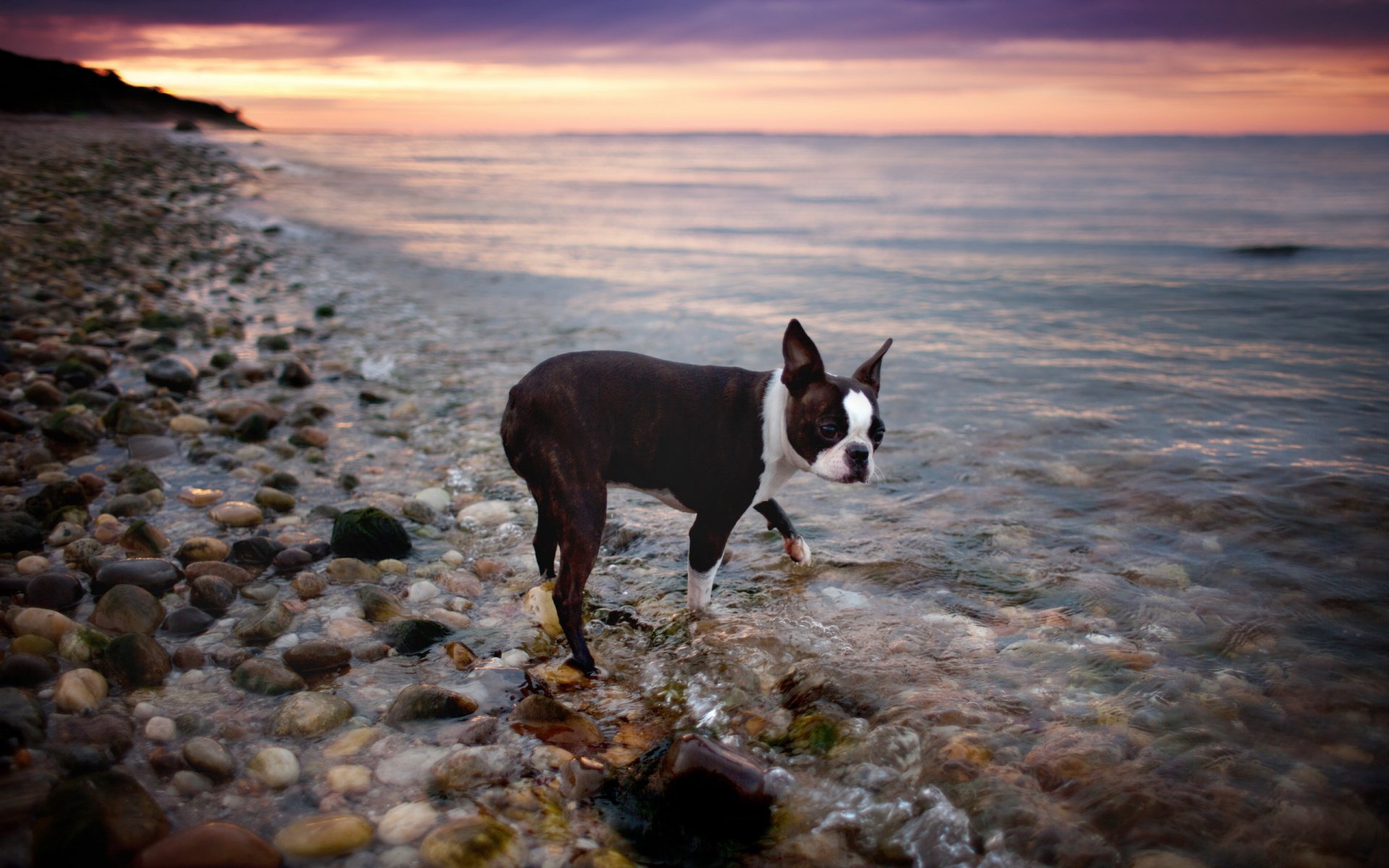 perro vista agua