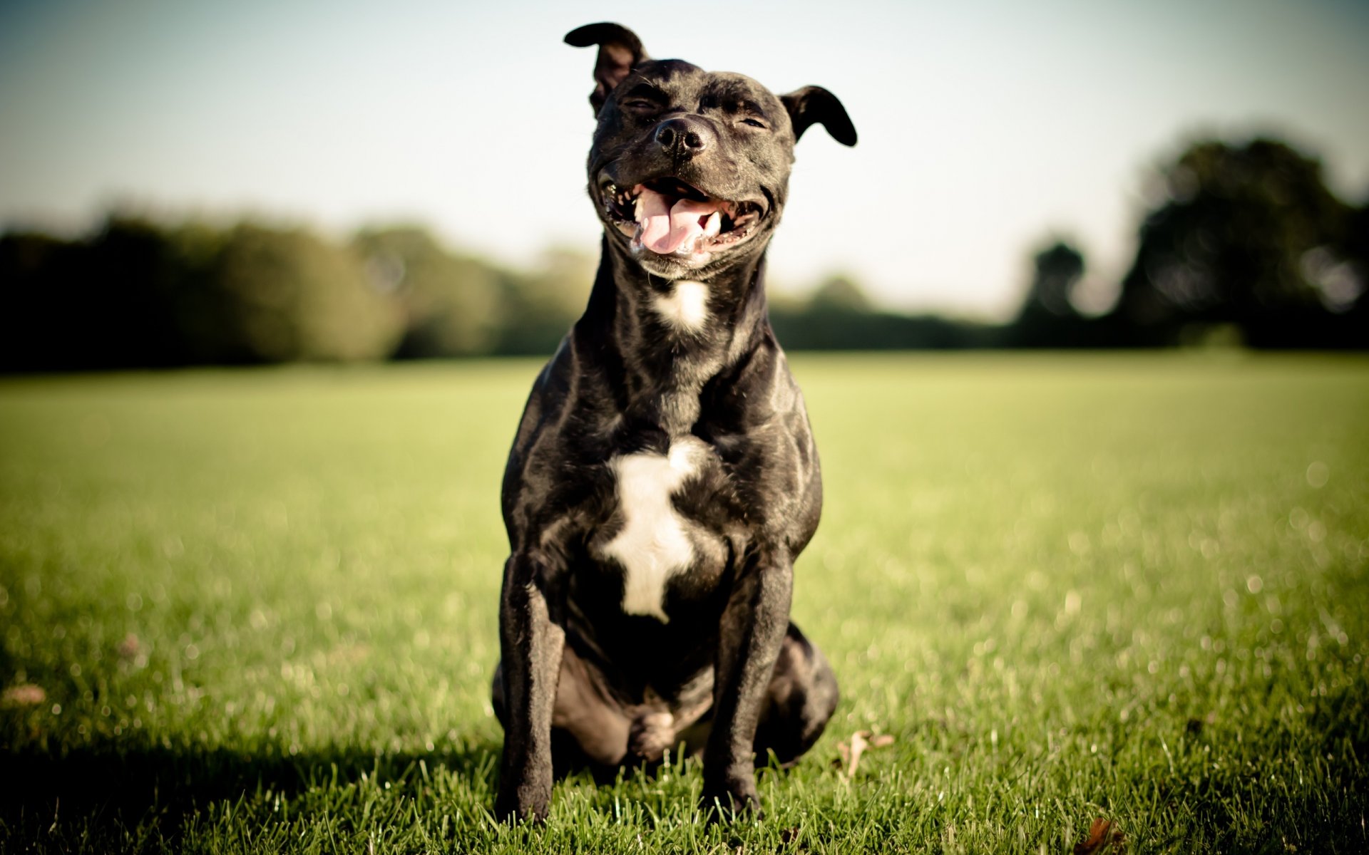 staffordshire bull terrier englischer staffordshire bull terrier hund lächeln