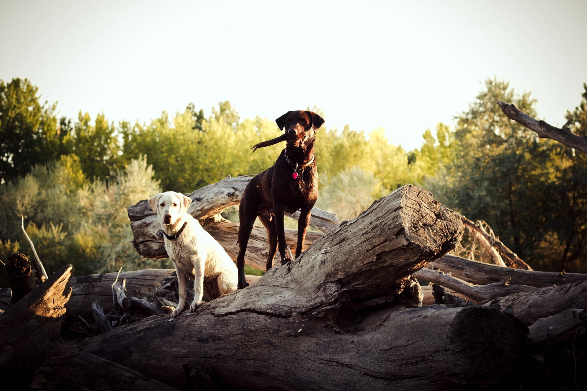 cani legno natura
