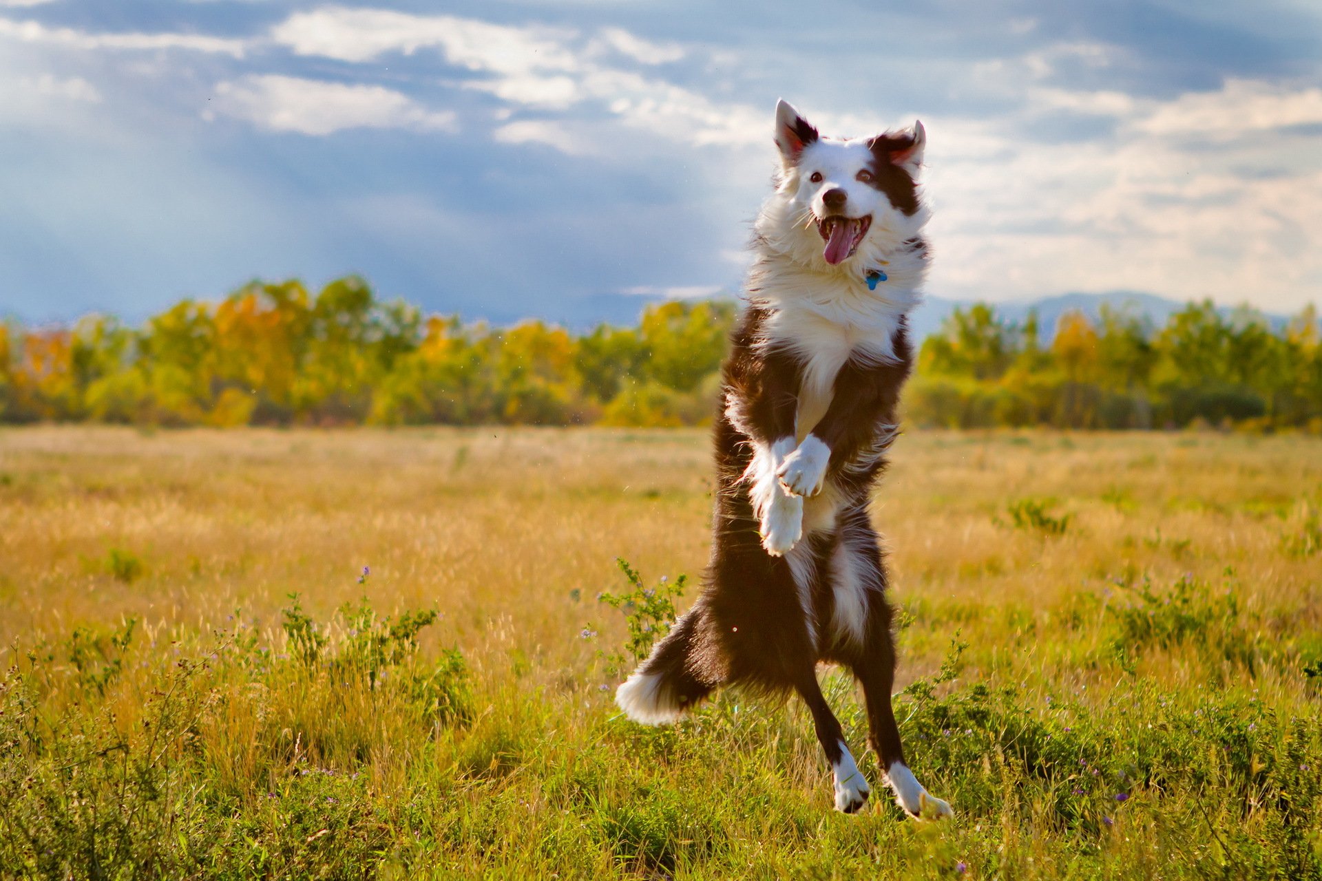 hund feld sprung