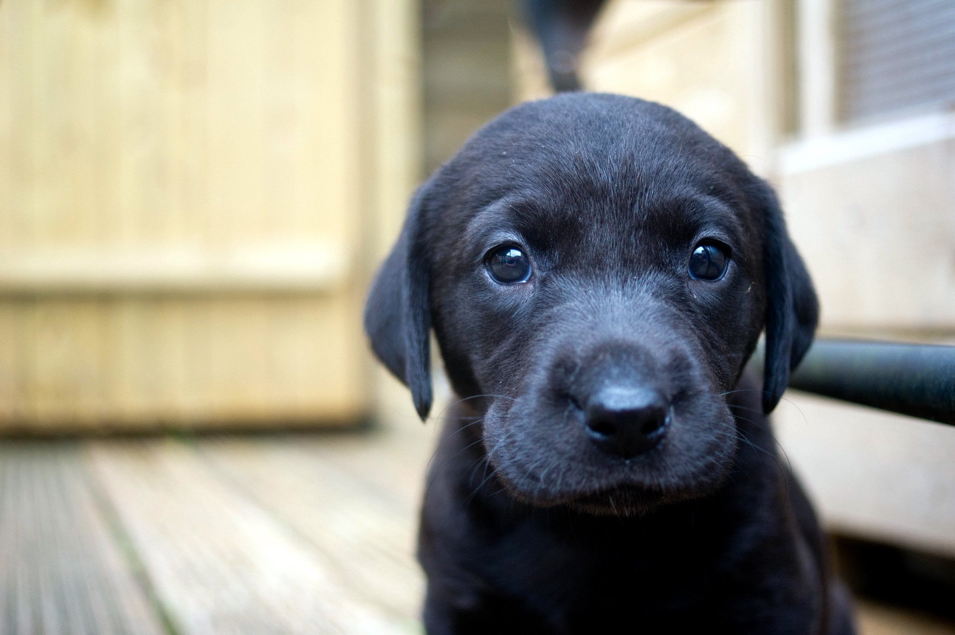 cane cucciolo casa